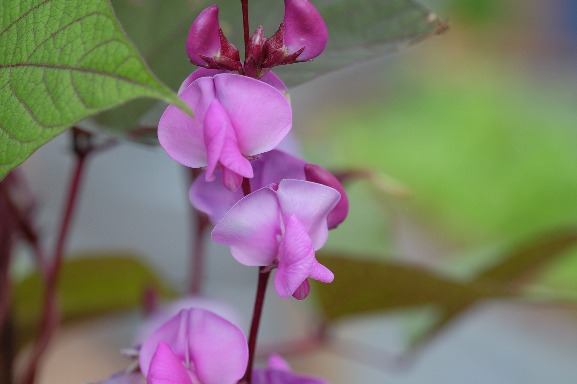 hyacinth bean 'Ruby Moon'