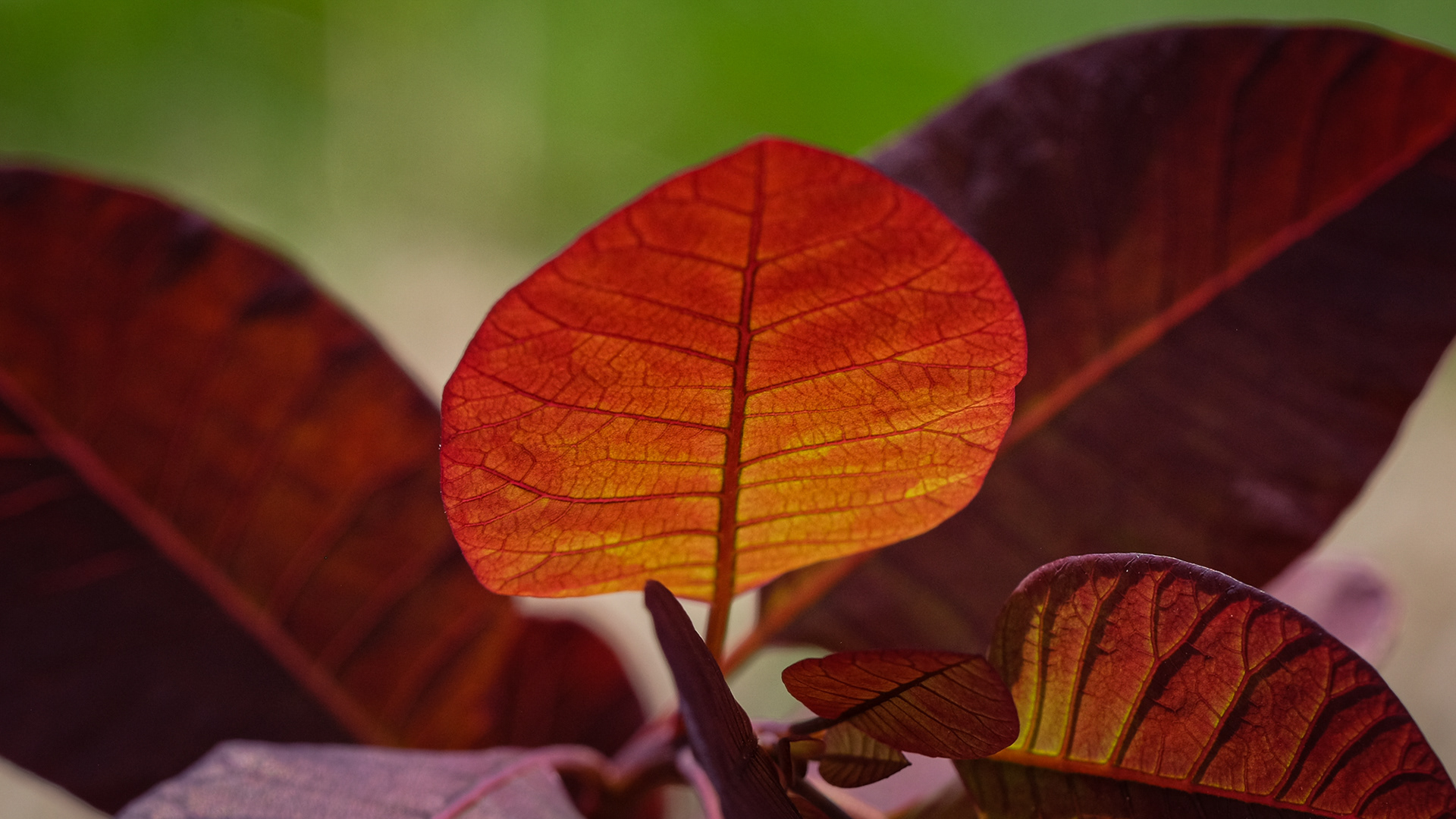 Cotinus coggygria 'Royal Purple'