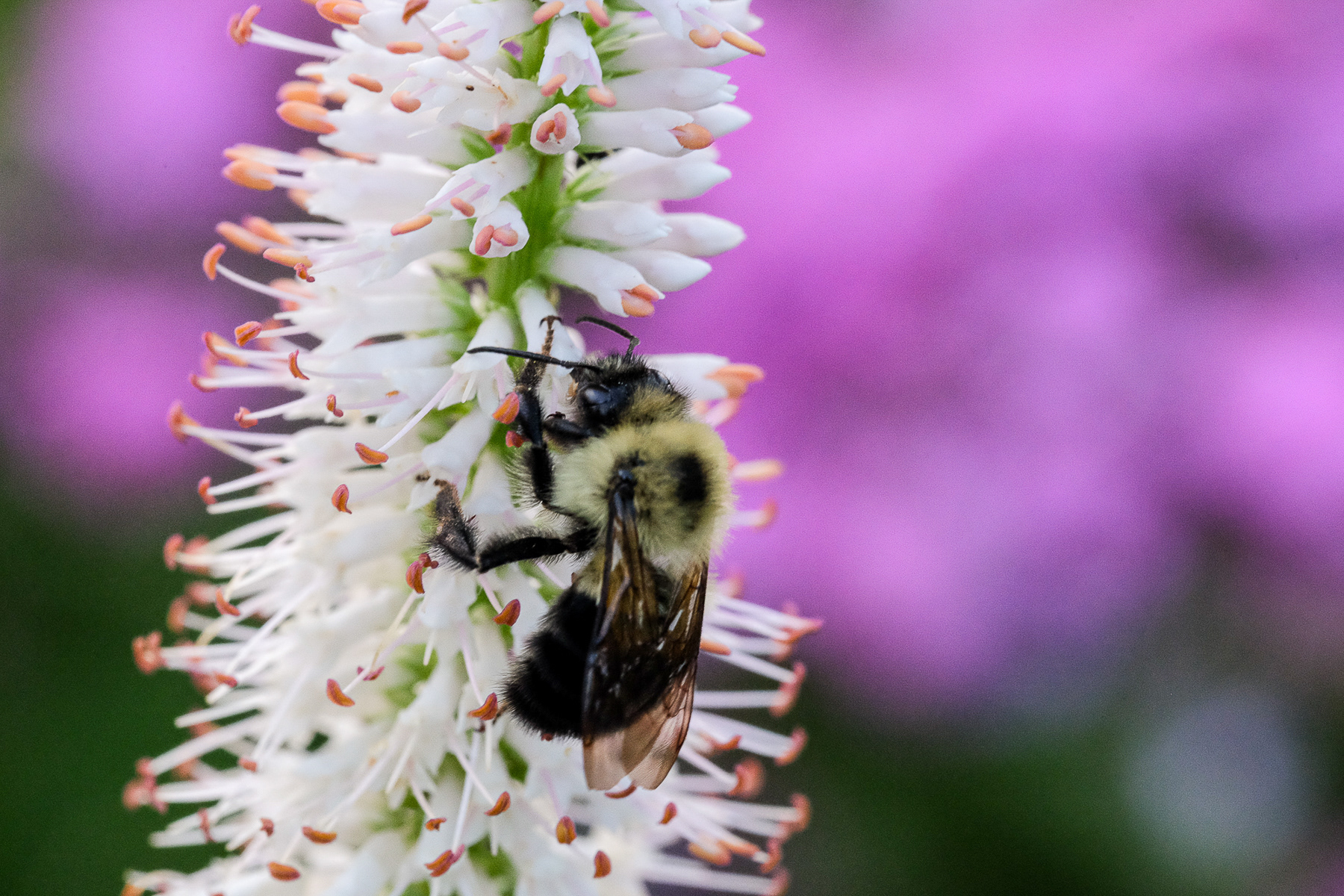 veronicastrum