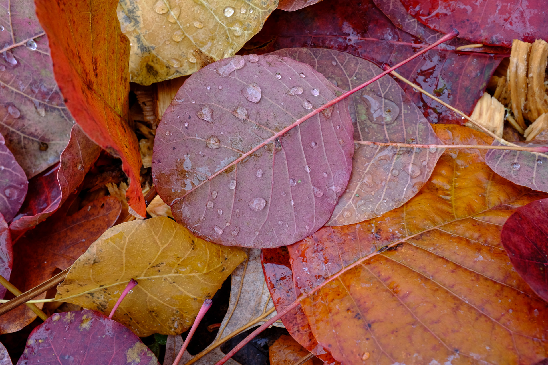 Purple Smokebush, Cotinus coggygria 'Royal Purple'