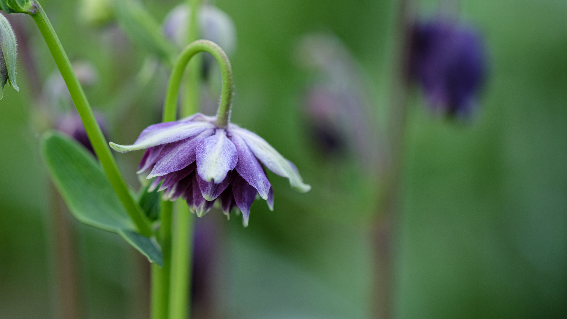 aquilegia