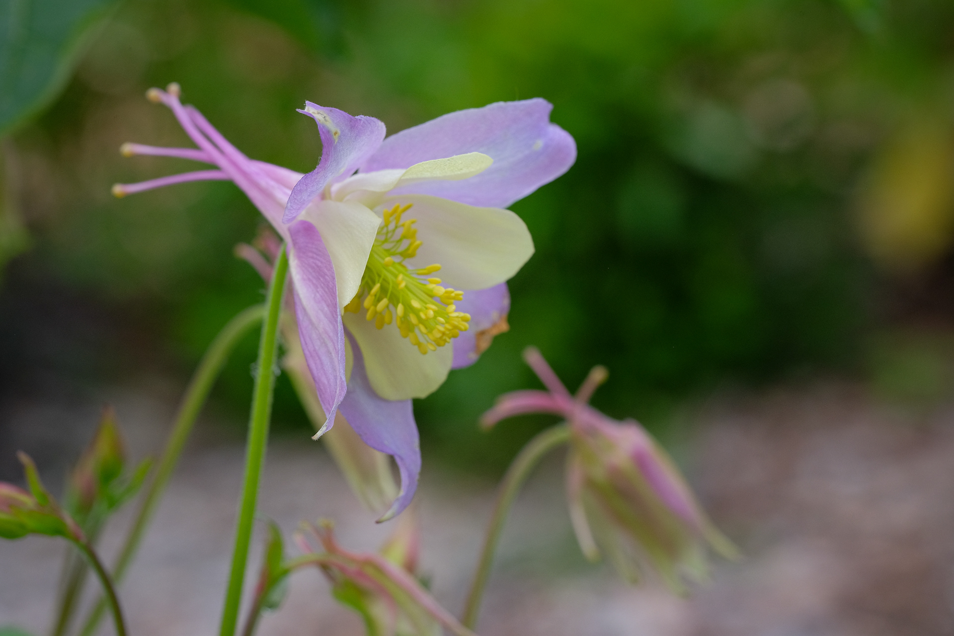 aquilegia vulgaris
