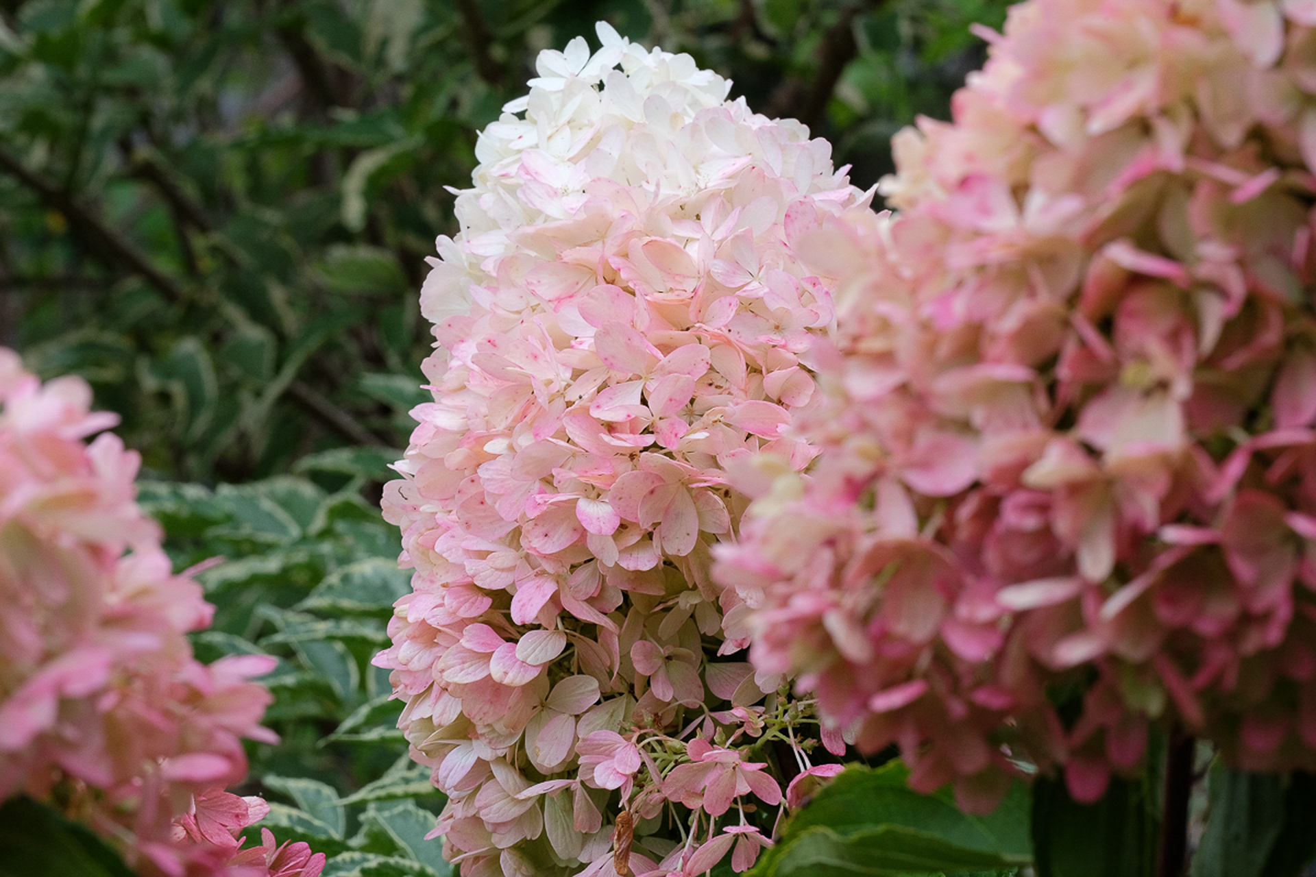 hydrangea paniculata (prob. 'Limelight')