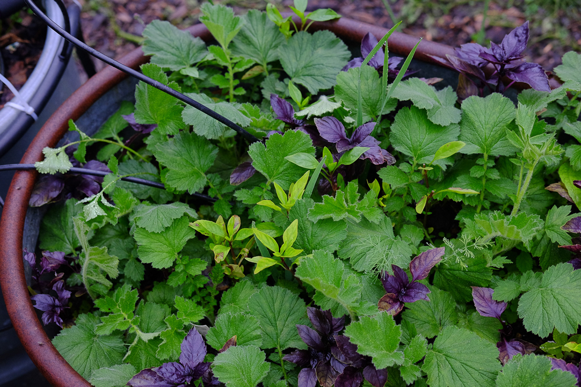 raised bed full of purple basil, Thai basil, and geum