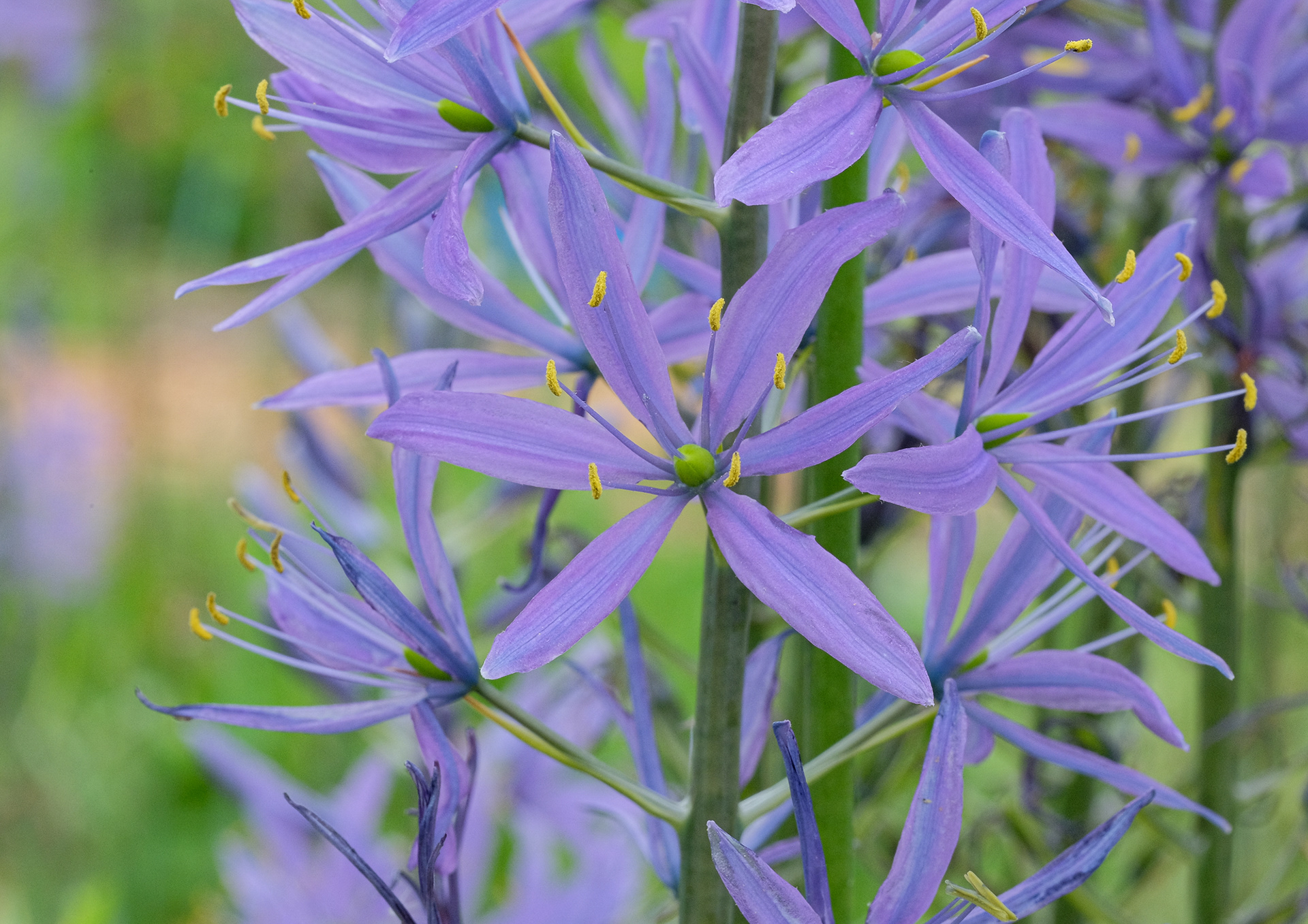 Camassia leichtlinii Caerulea