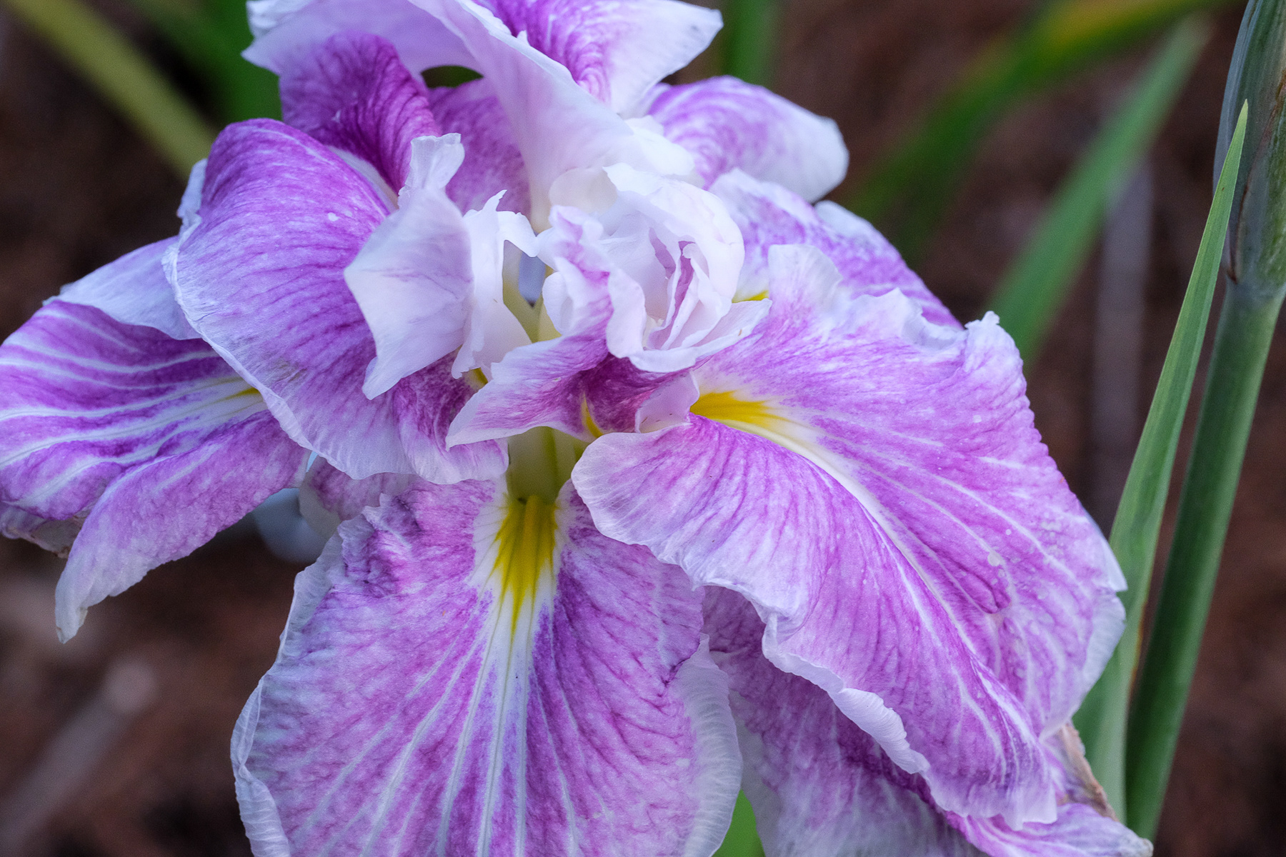 Iris ensata ‘Blushing Snowmaiden’ (Chad Harris)
