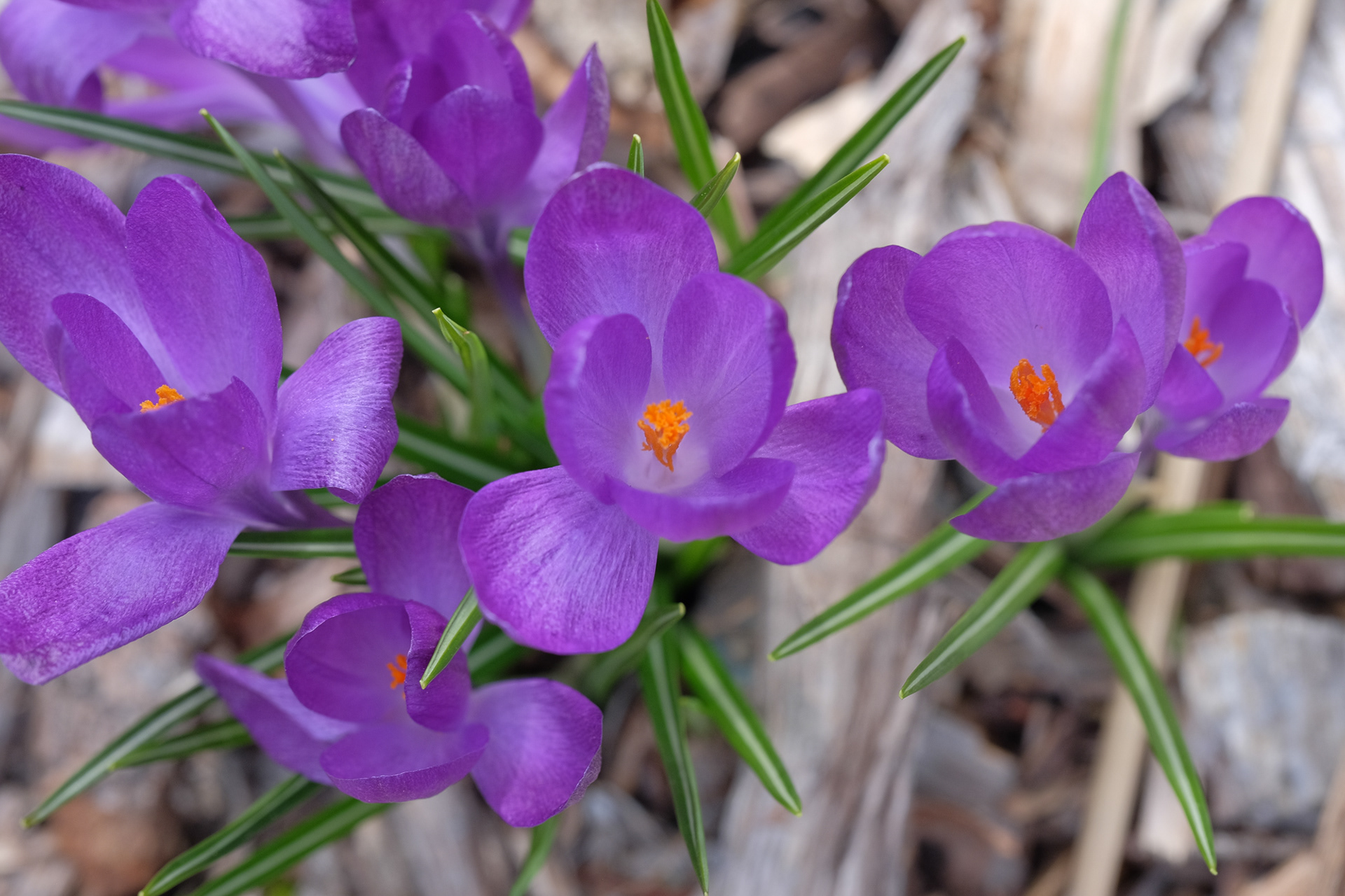 crocus