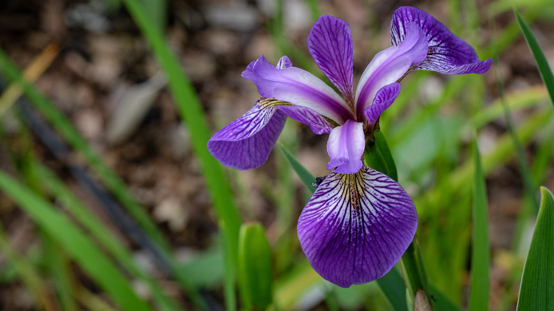 iris versicolor from SIGNA 'Mar-Jan OP'