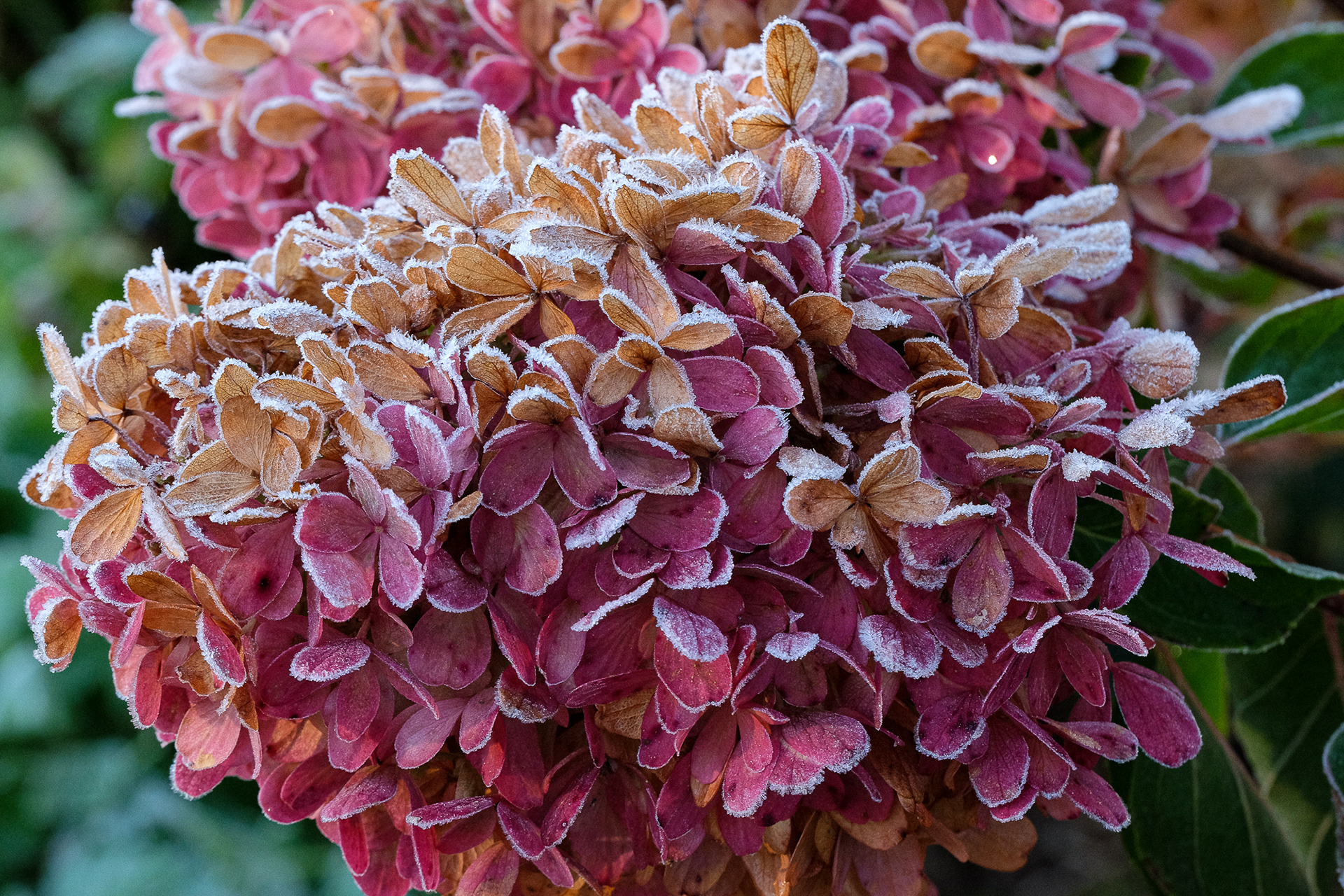 hydrangea paniculata