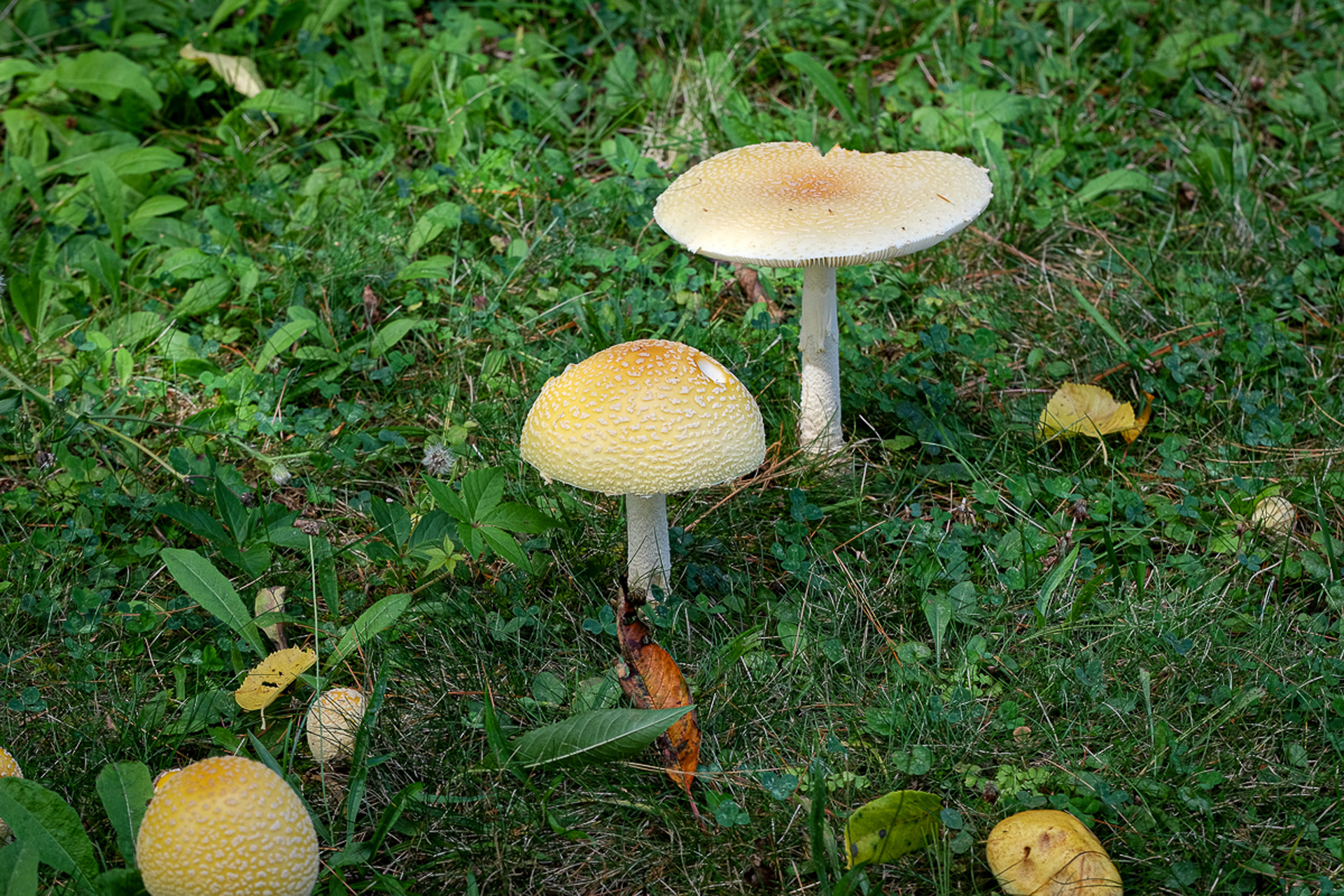 amanita mushroom