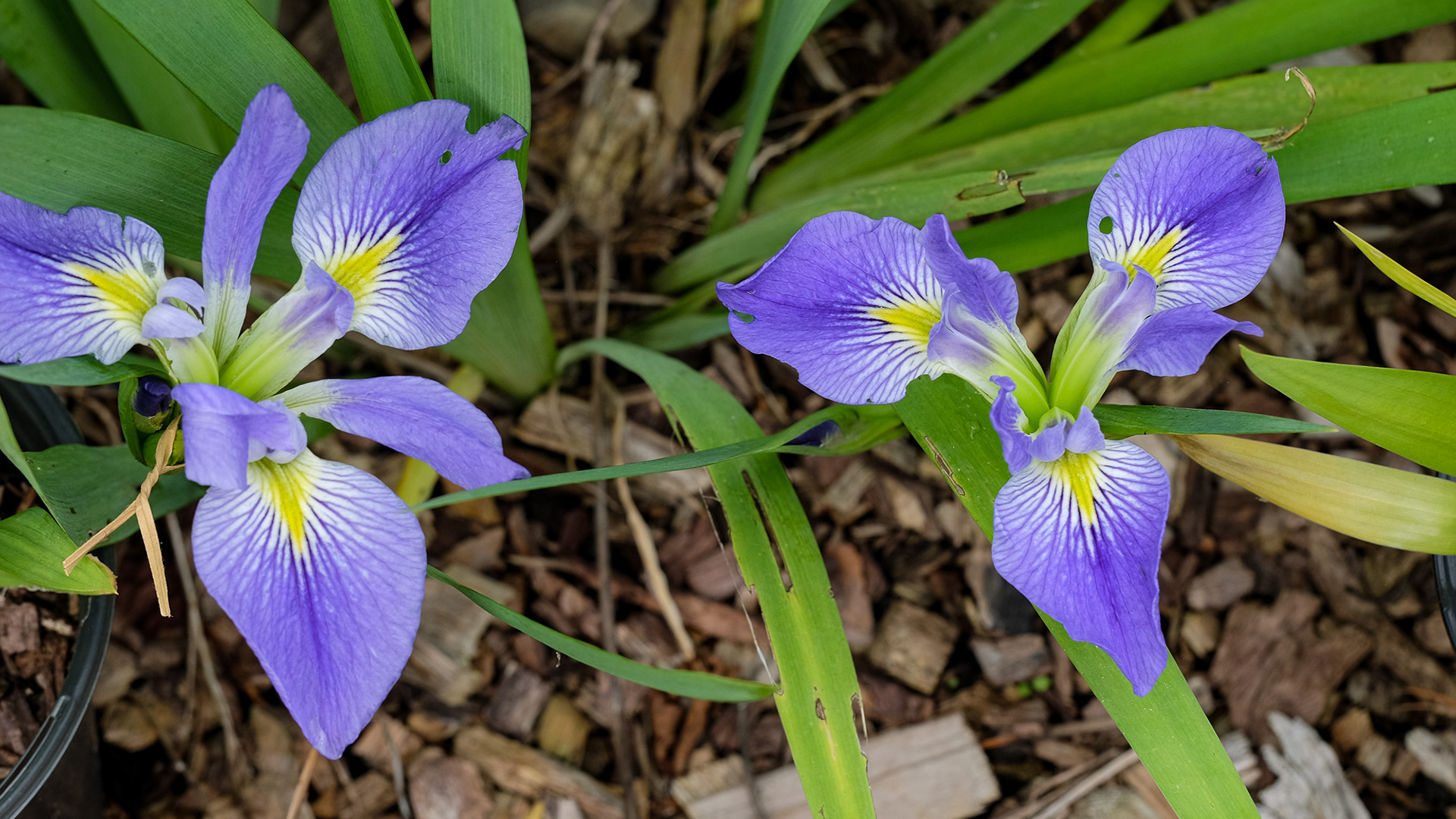 iris brevicaulis