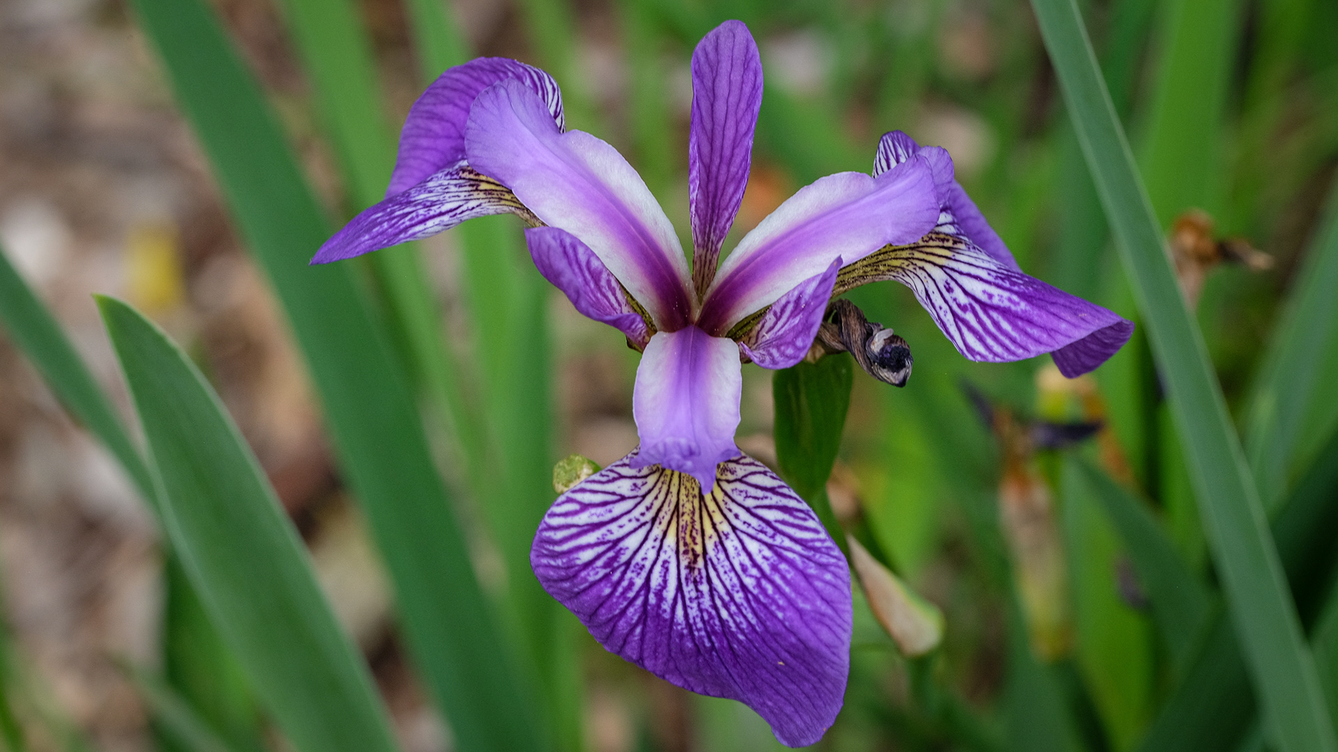 iris versicolor from SIGNA 'Mar-Jan OP'