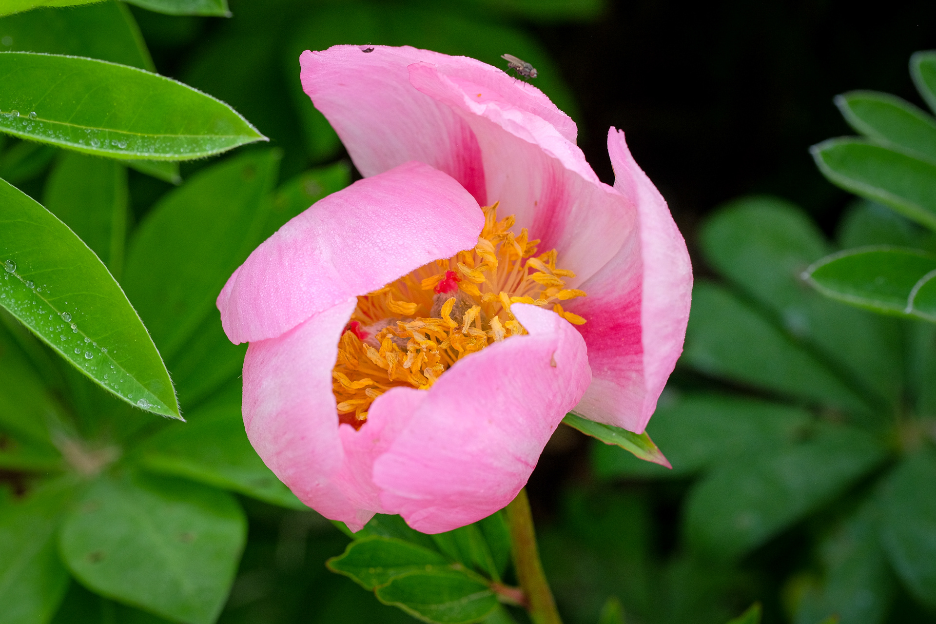 peony 'Abalone Pearl'