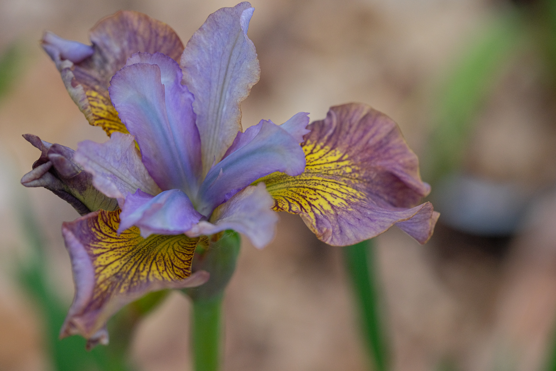 SIB seedling from Schafer/Sacks