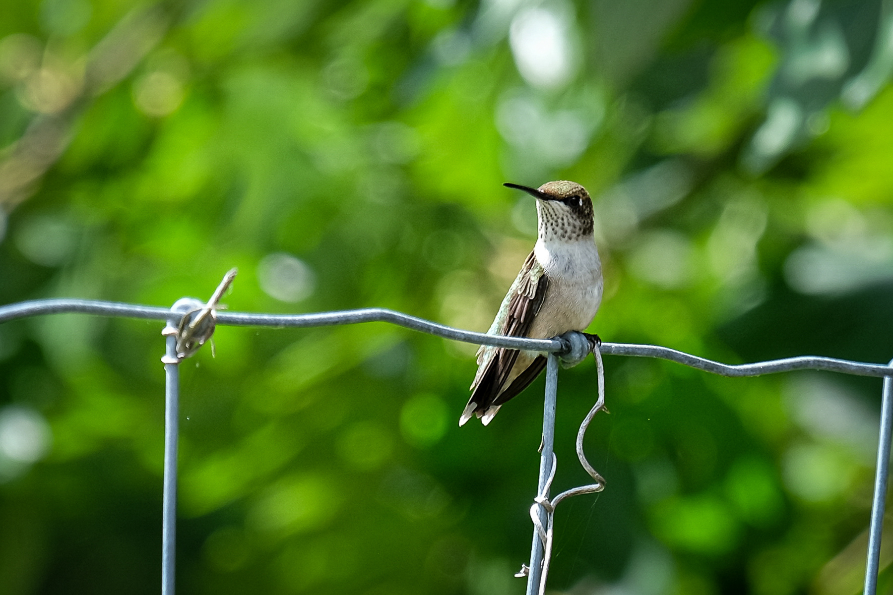 hummingbird