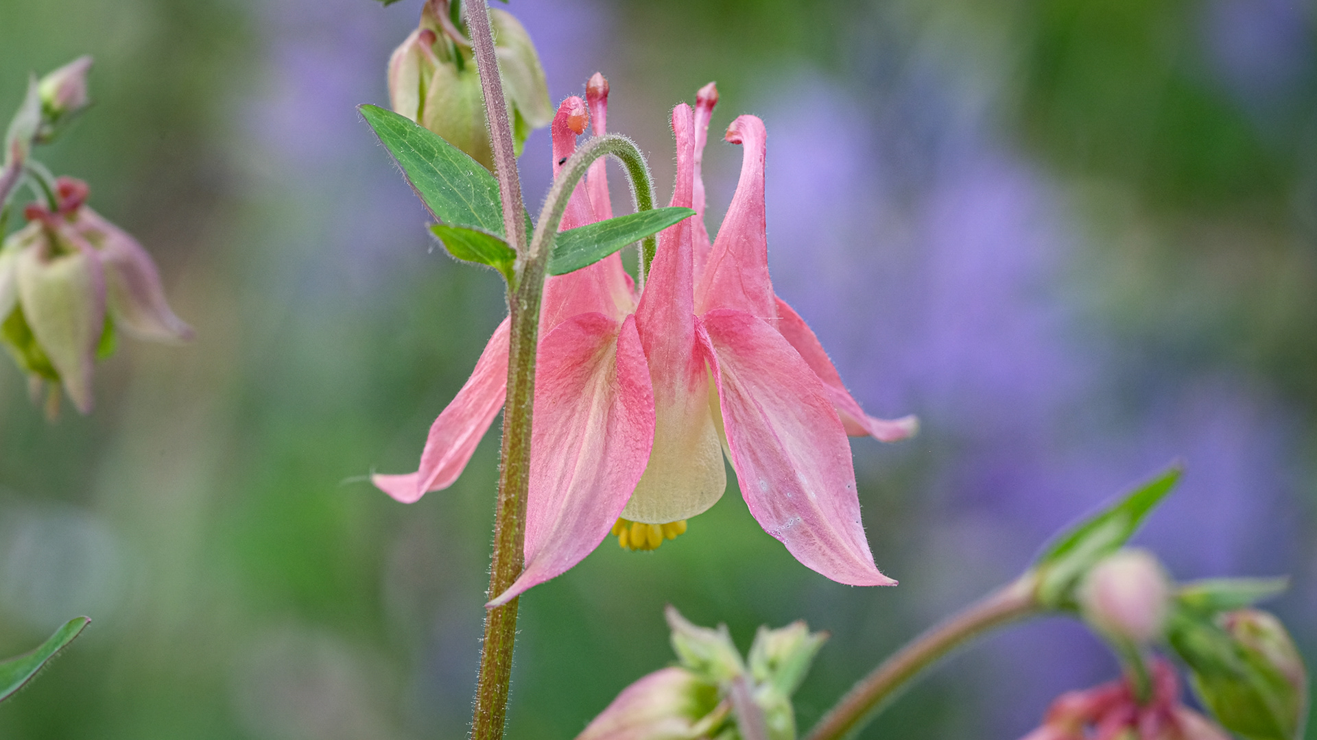 aquilegia