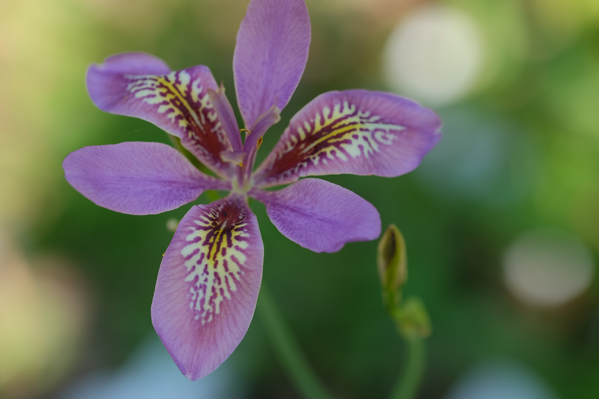 iris norrisii