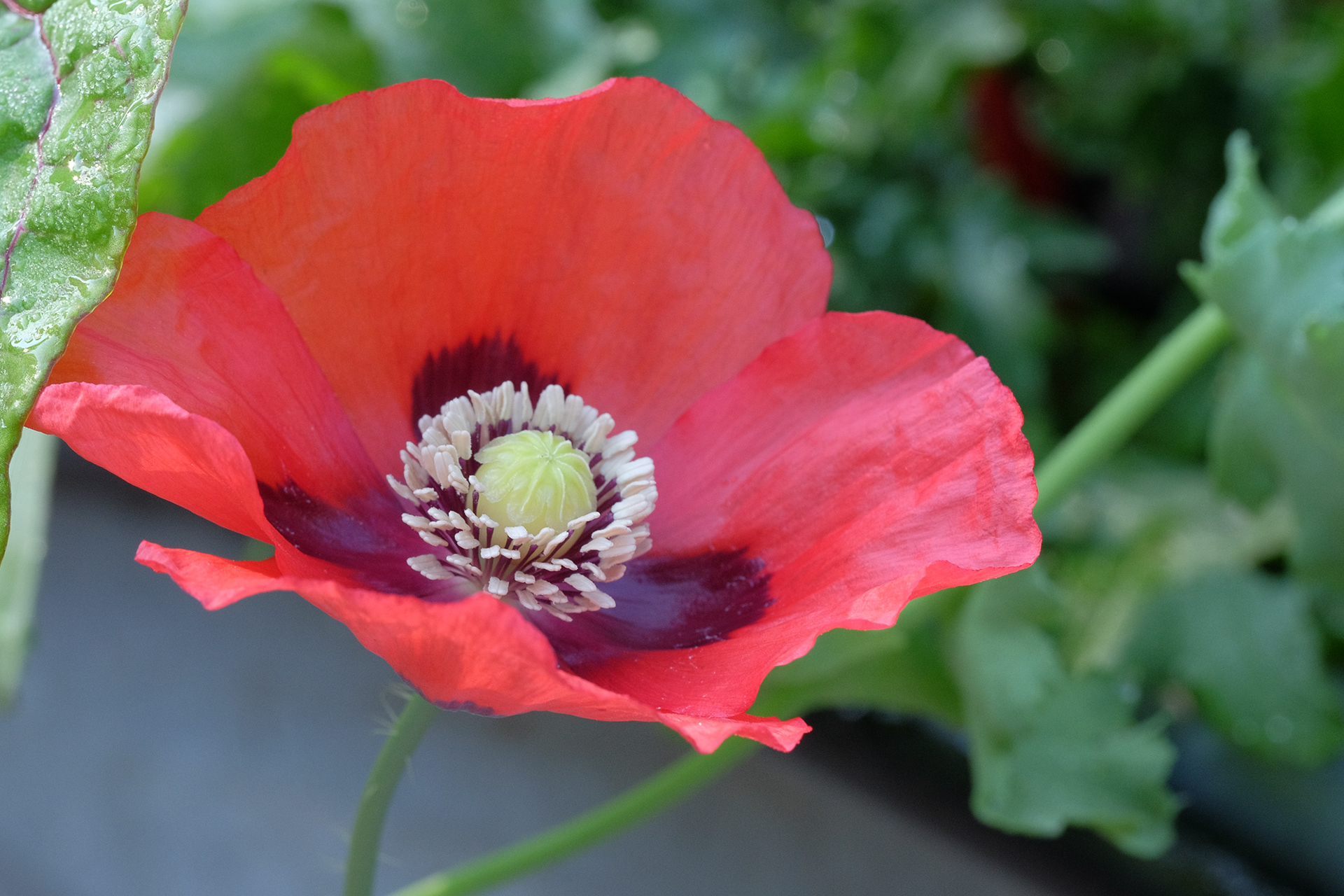 poppy, papaver somniferum
