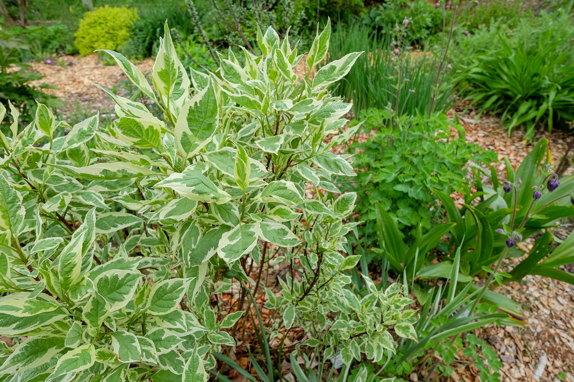Variegated Red Twig Dogwood, Cornus alba 'Elegantissima'