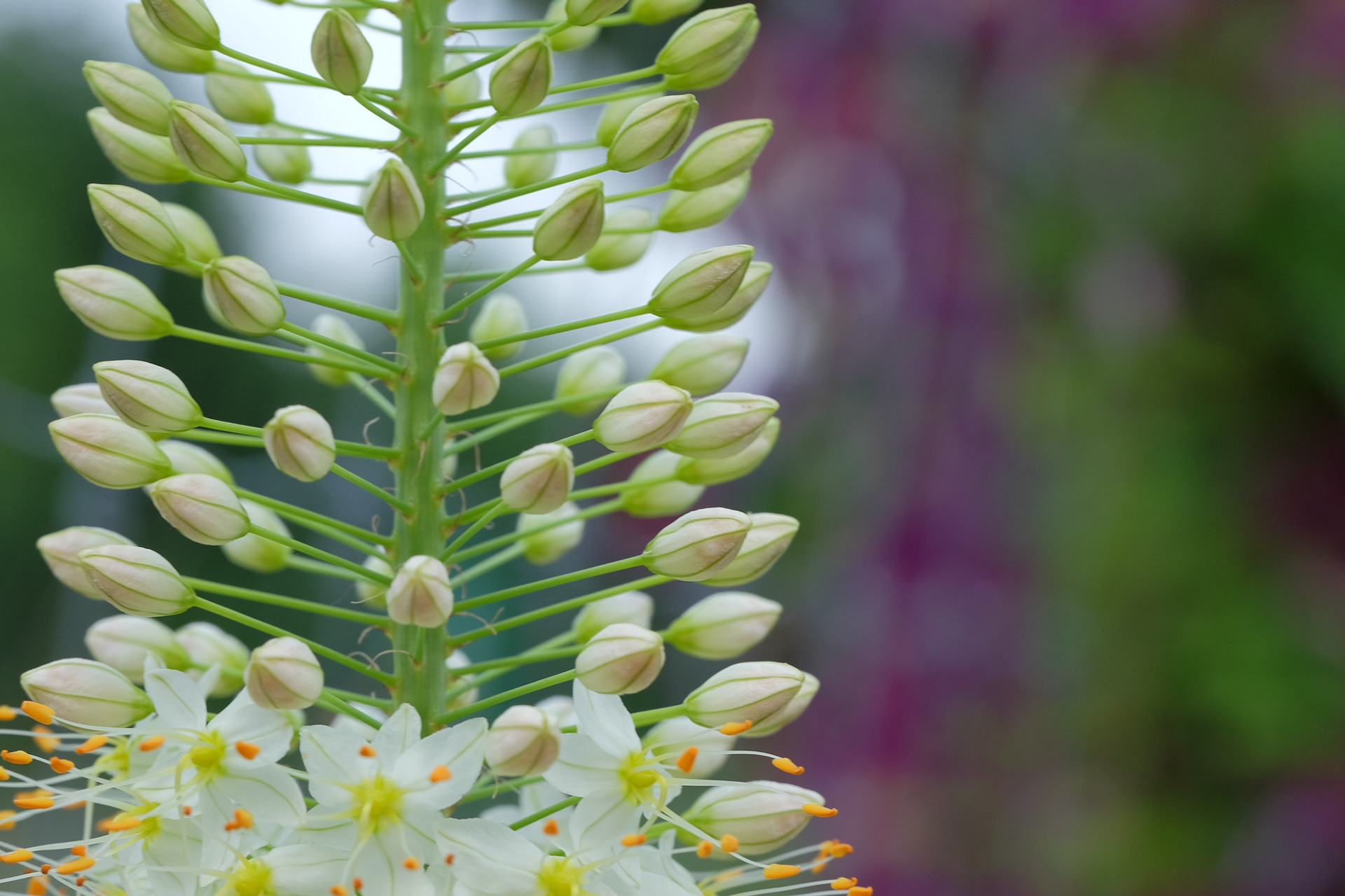 Eremurus robustus, foxtail lily