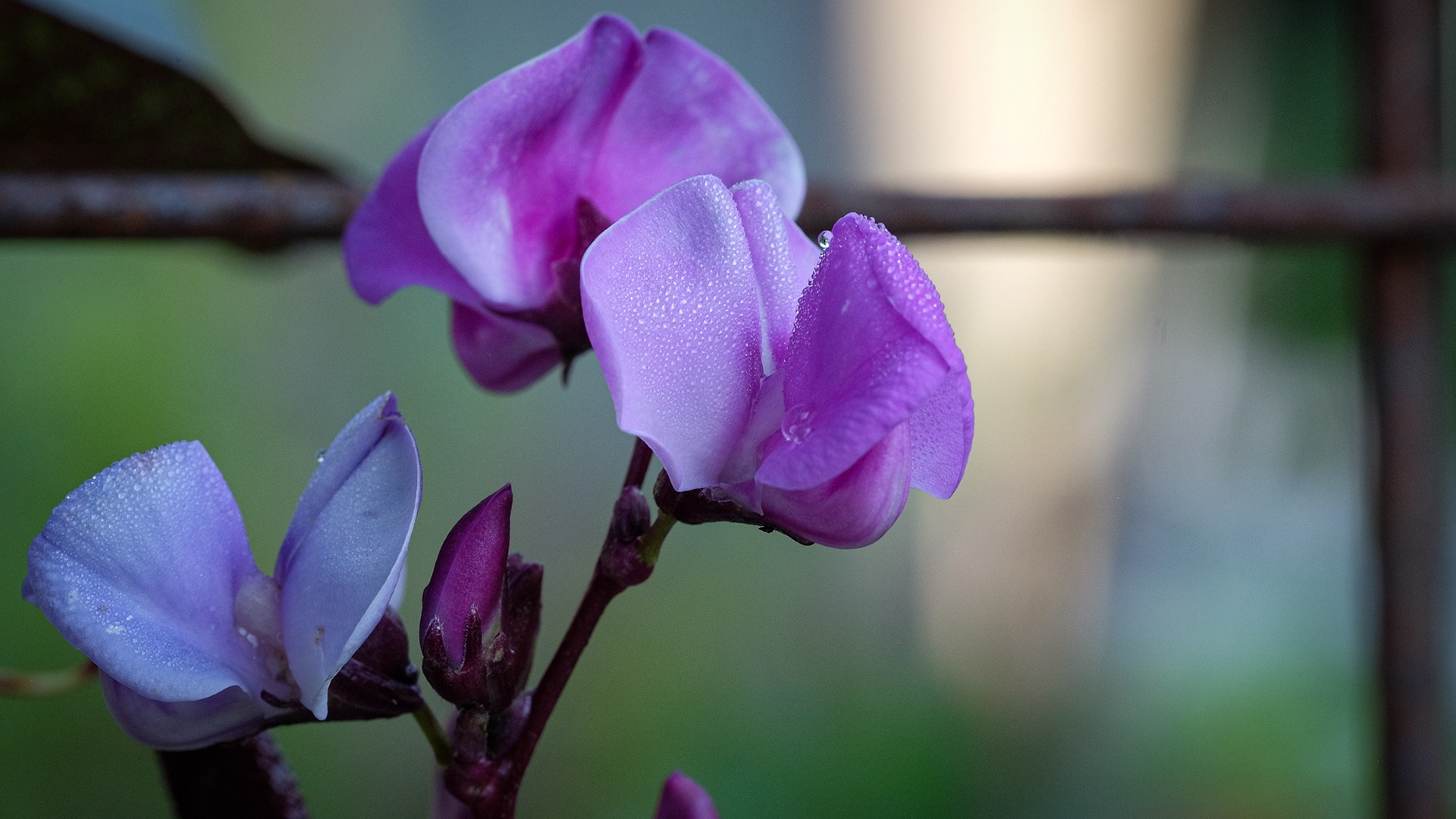 hyacinth bean