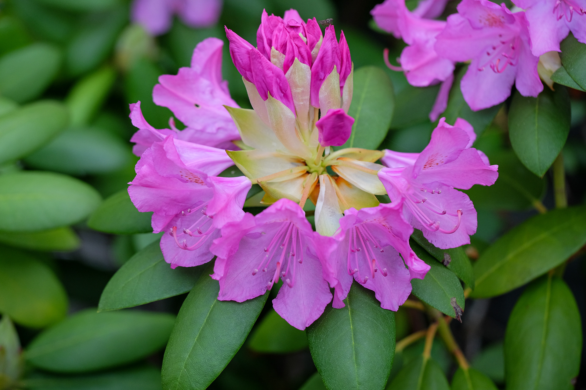 rhododendron