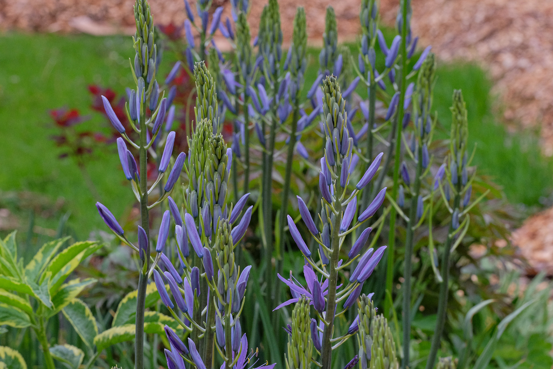 Camassia leichtlinii Caerulea