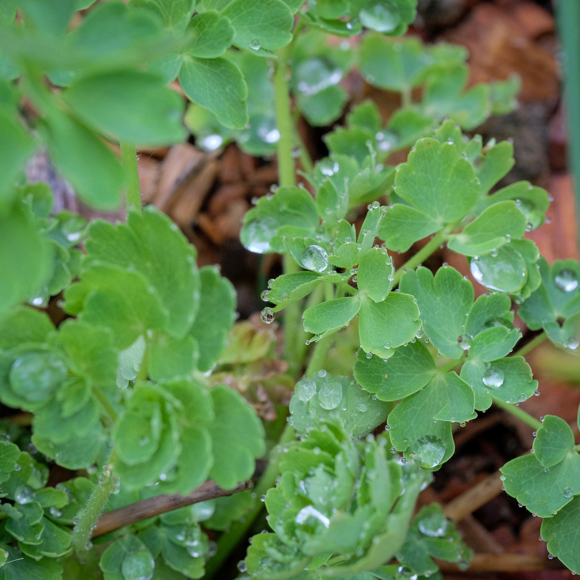 columbine