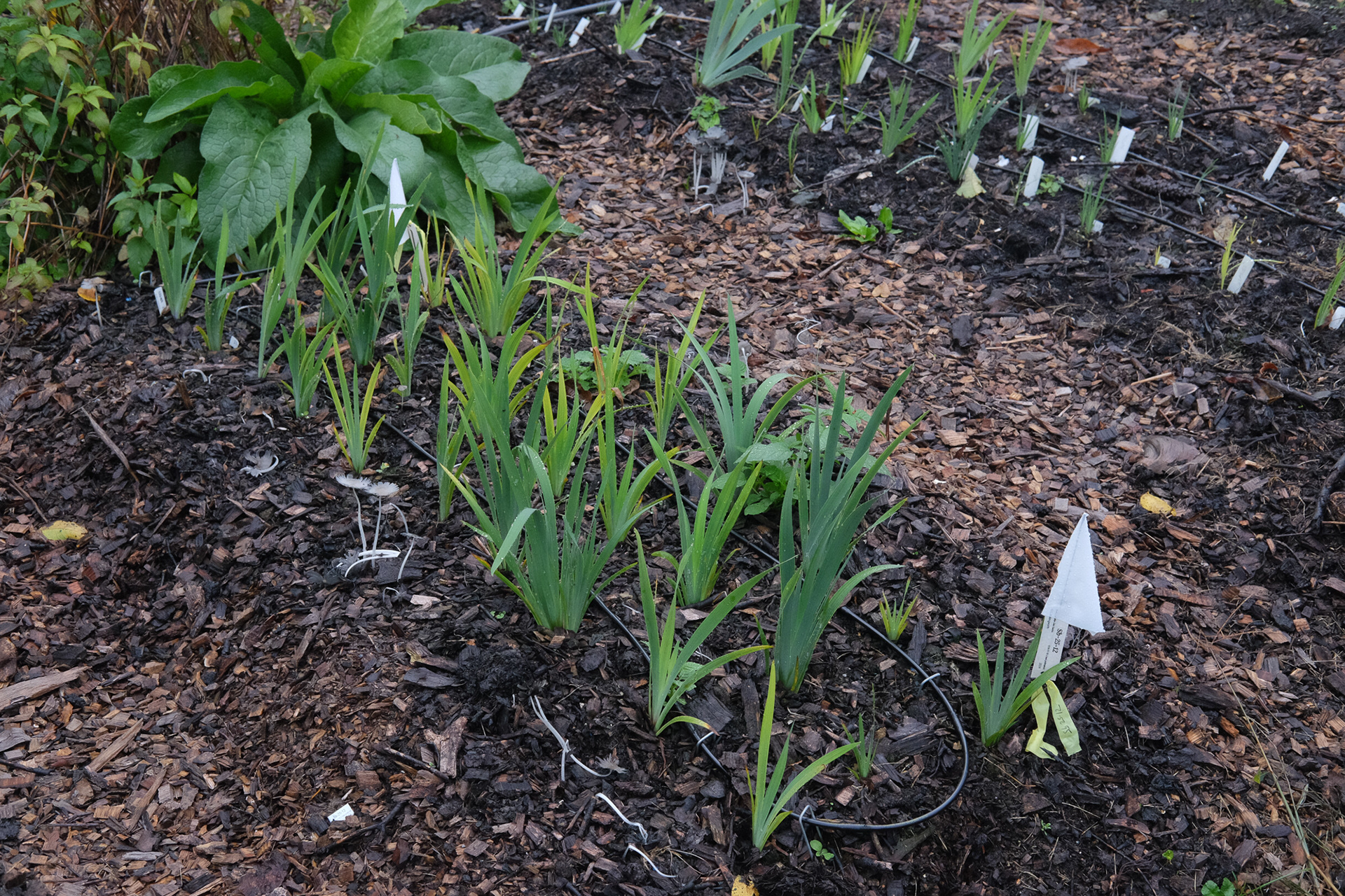 iris seedling bed