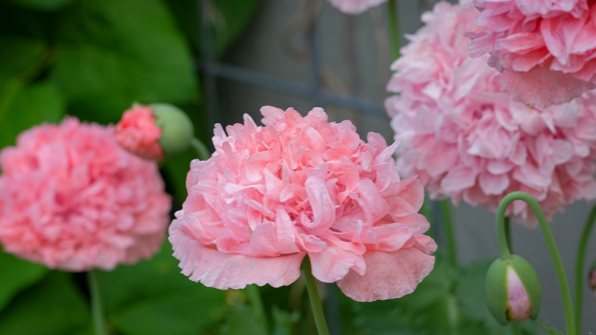 papaver somniferum 'Pink Peony'