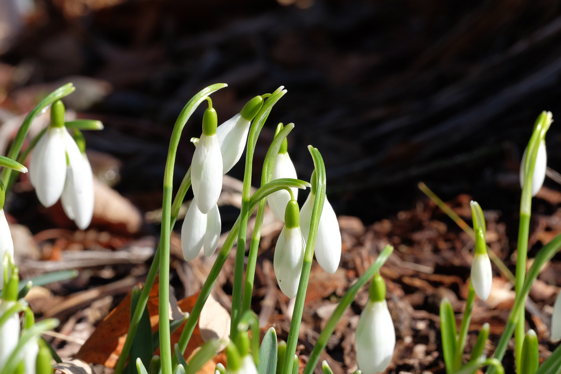 snowdrops