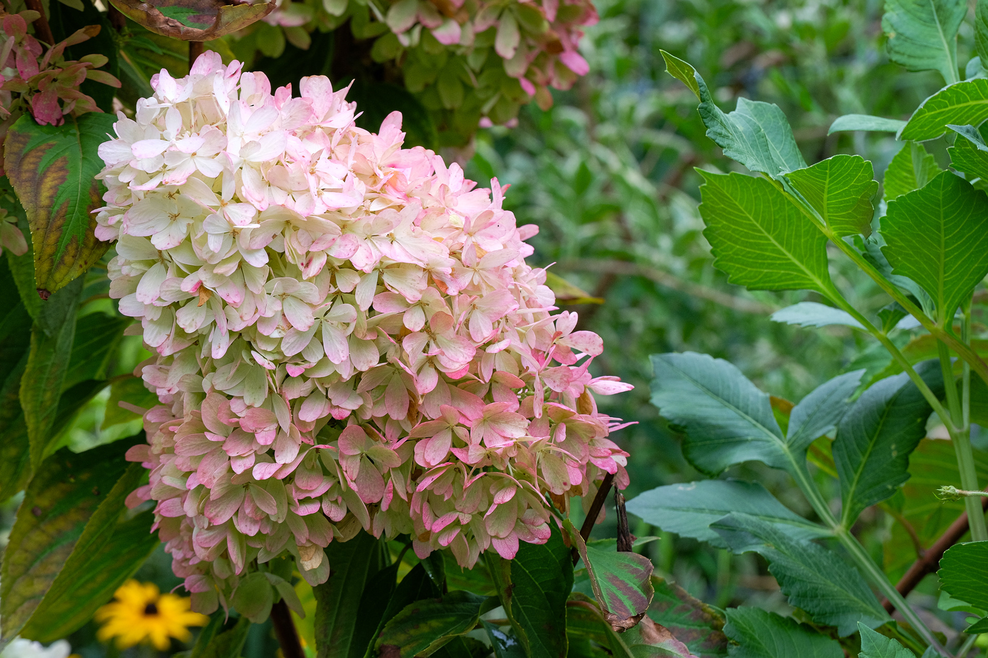 hydrangea paniculata