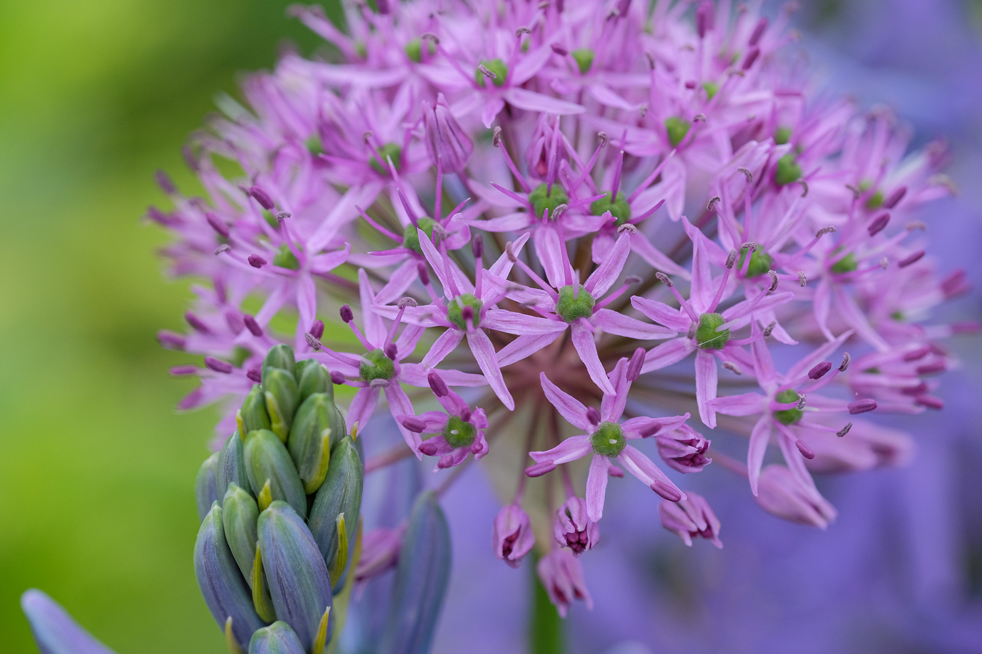 Allium aflatunense Purple Sensation
