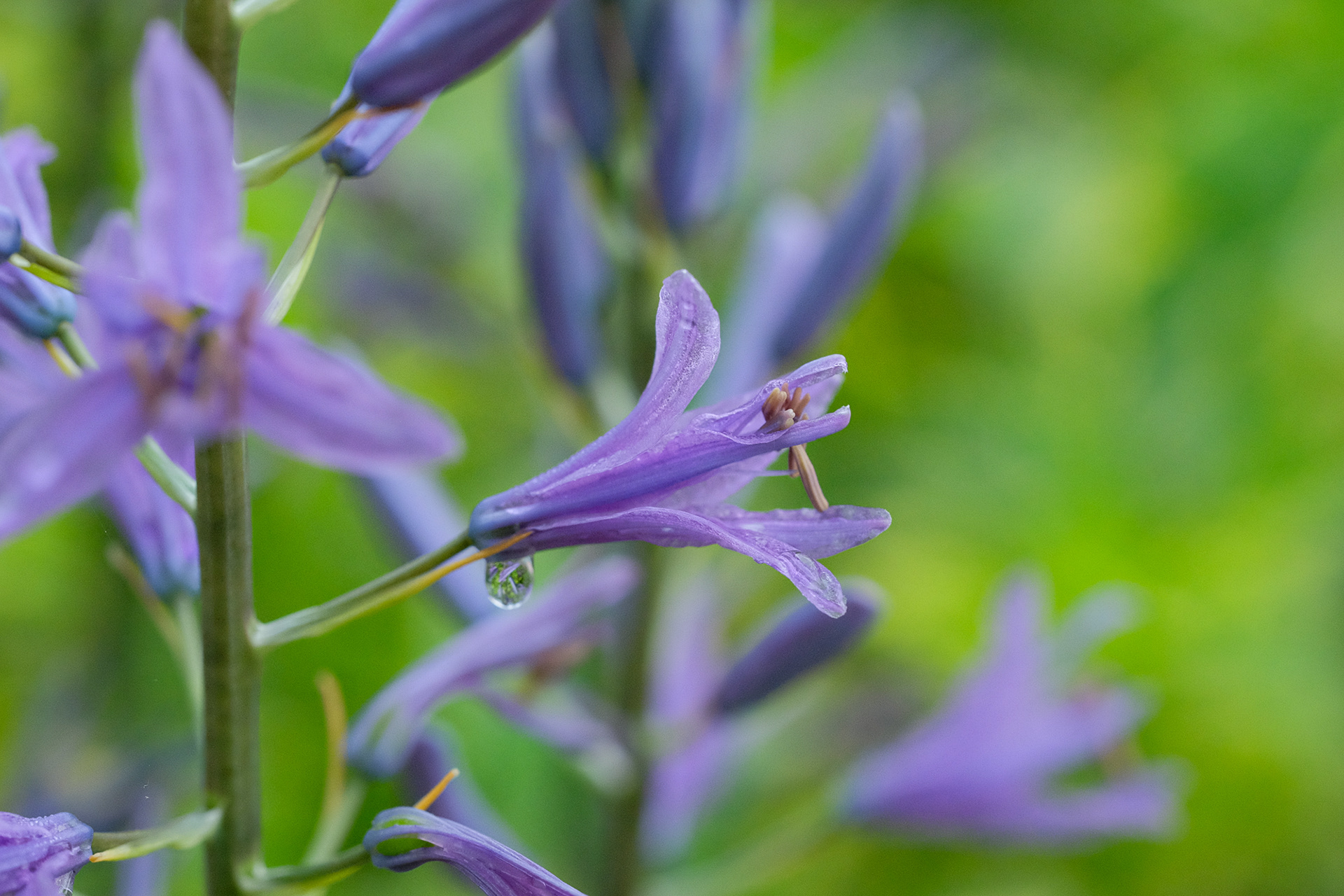 Camassia leichtlinii Caerulea