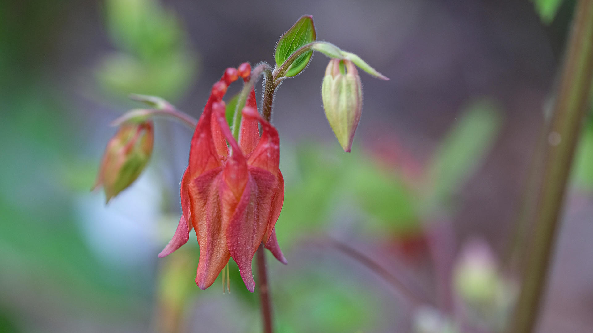 aquilegia