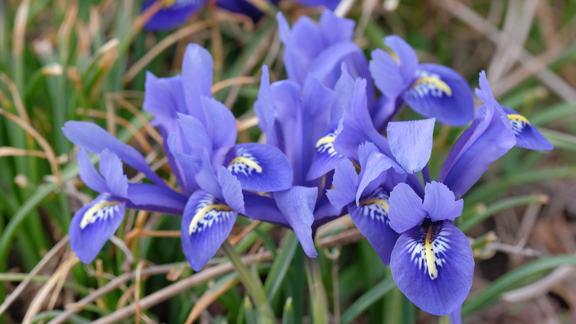 iris reticulata