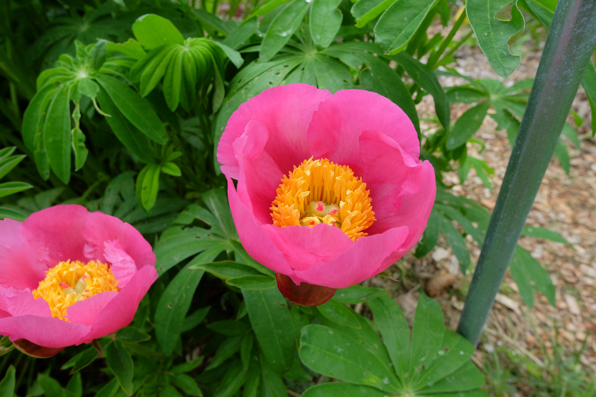peony 'Abalone Pearl'