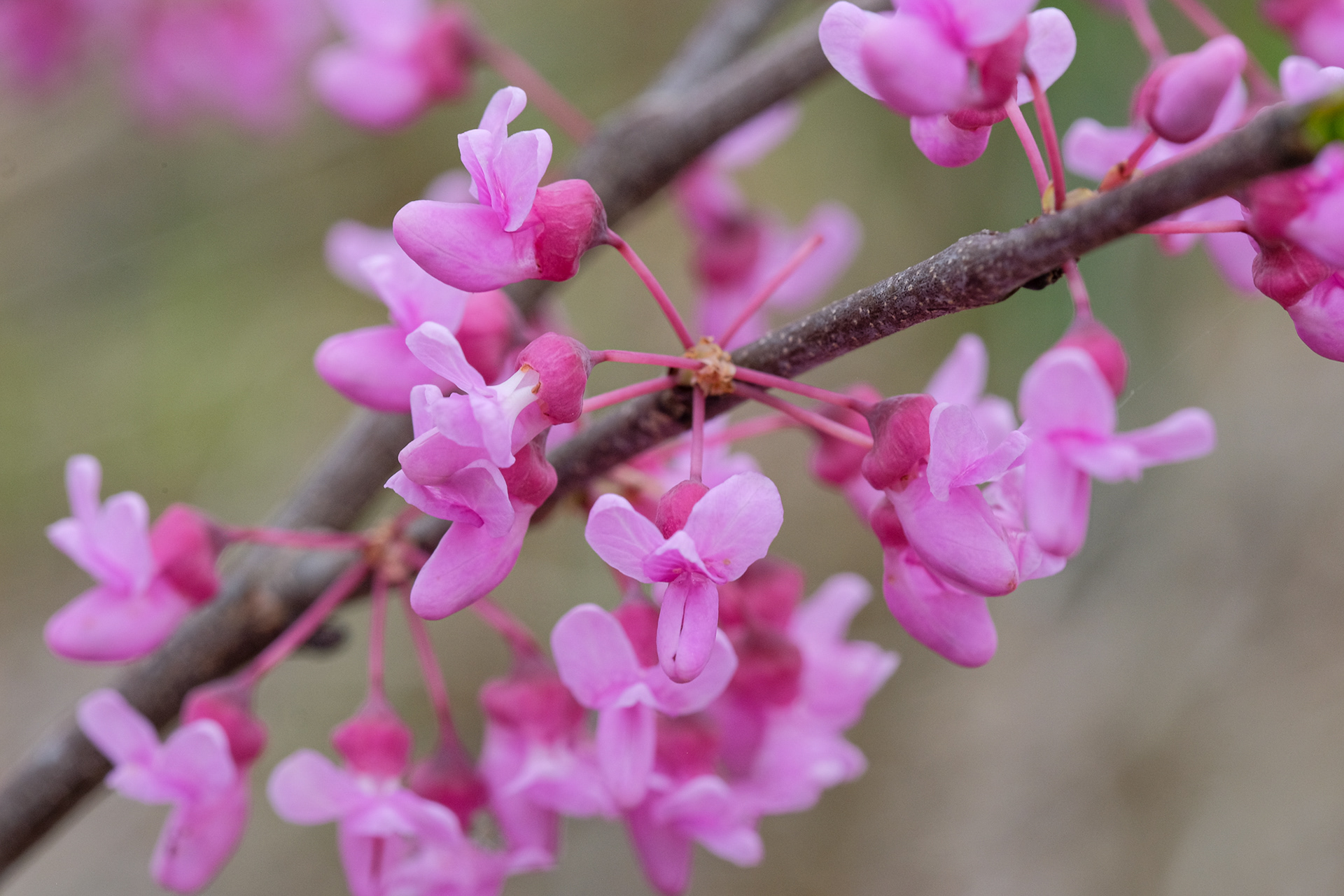 Cercis canadensis