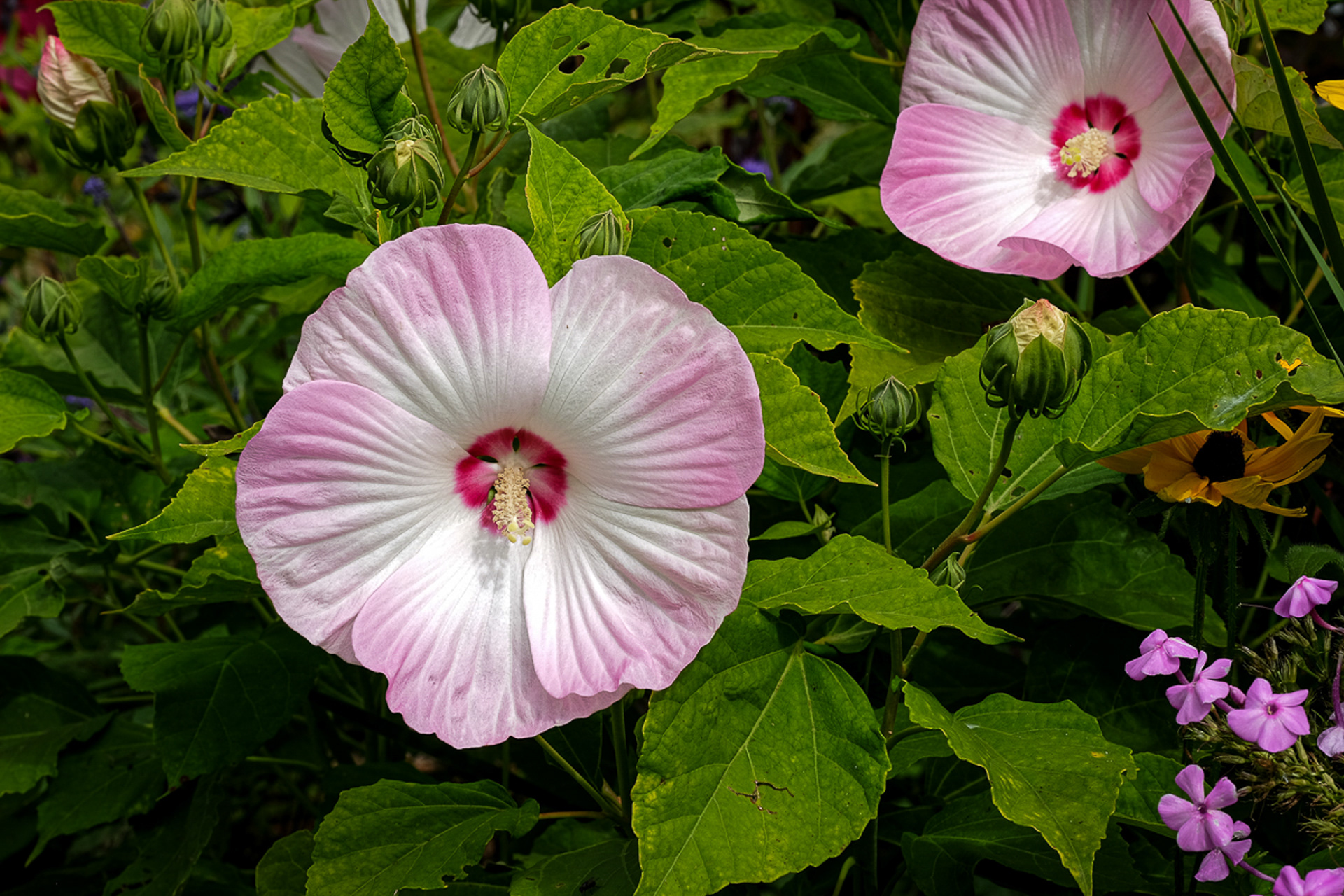 hibiscus 'Pink Swirl OP' from seed