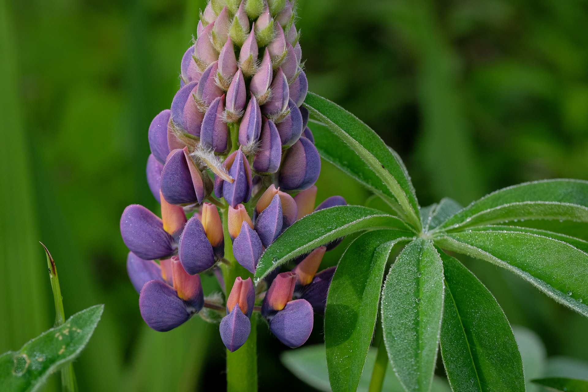 lupine