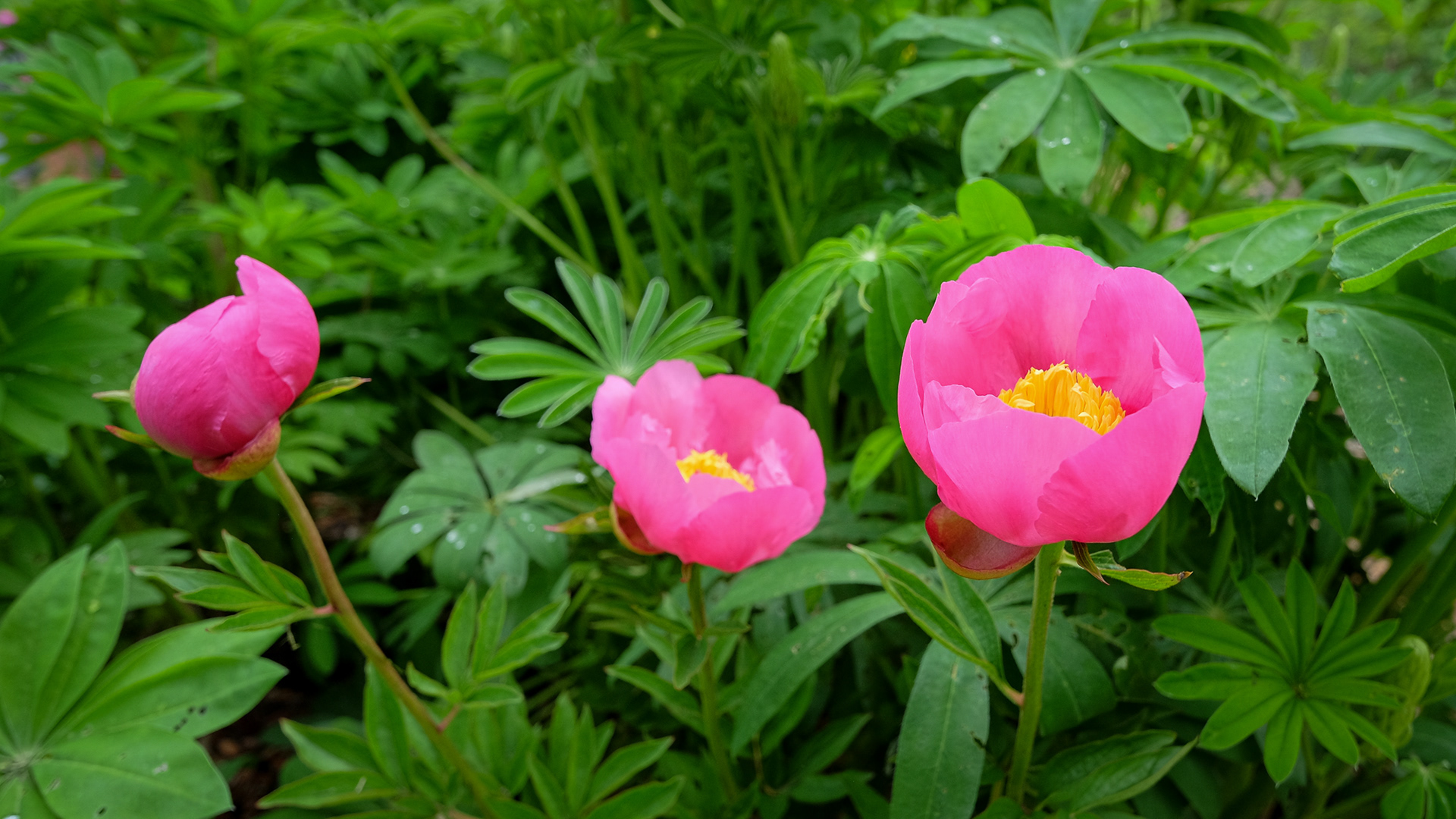 peony 'Abalone Pearl'