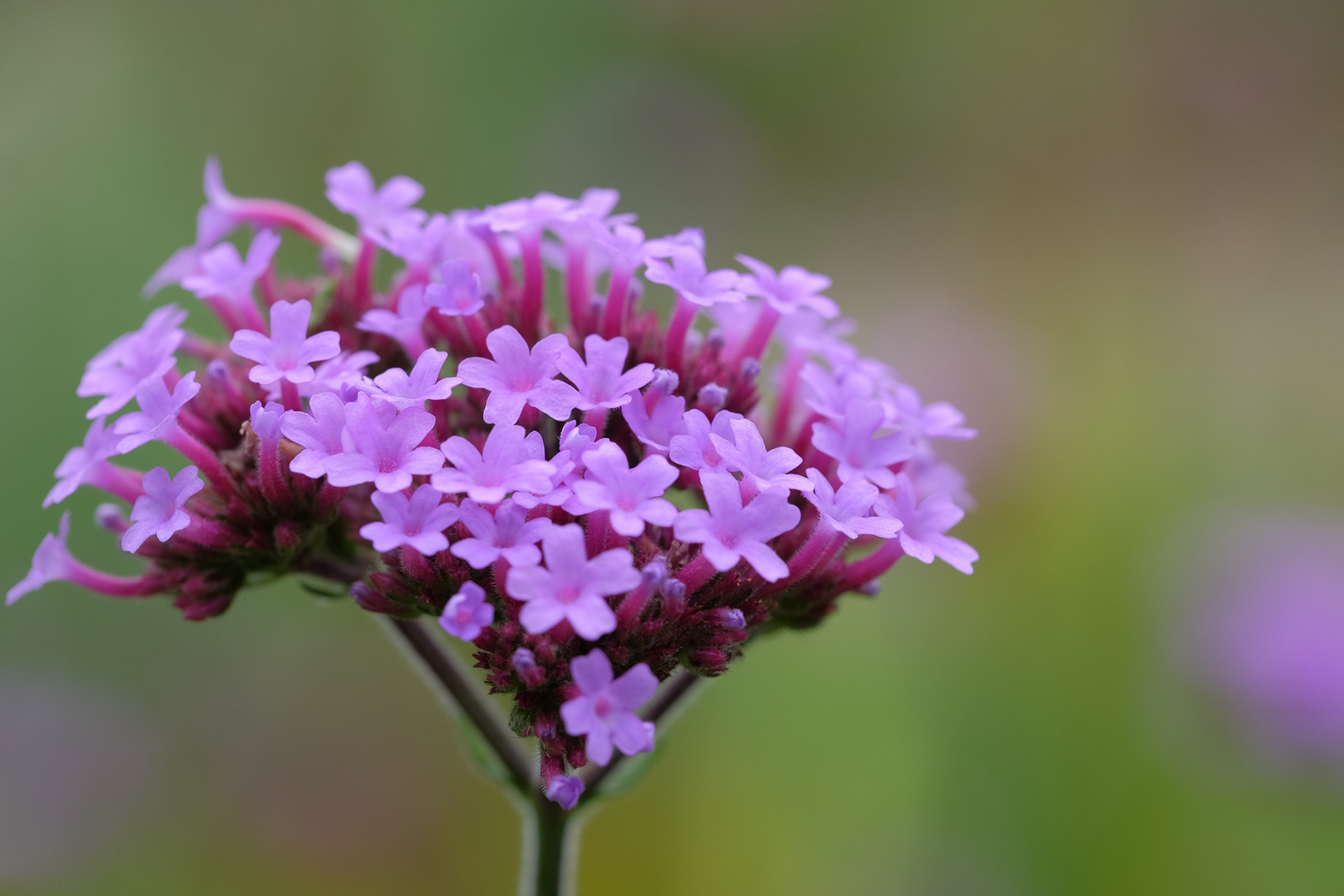 verbena bonariensis