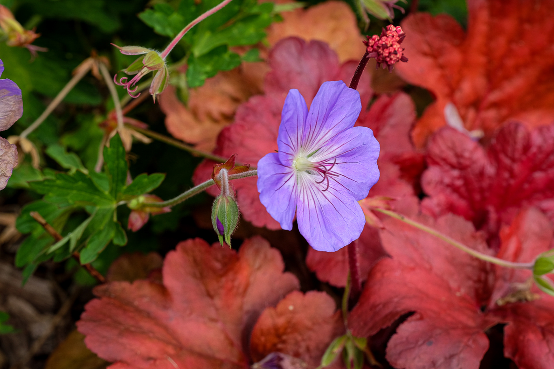 geranium