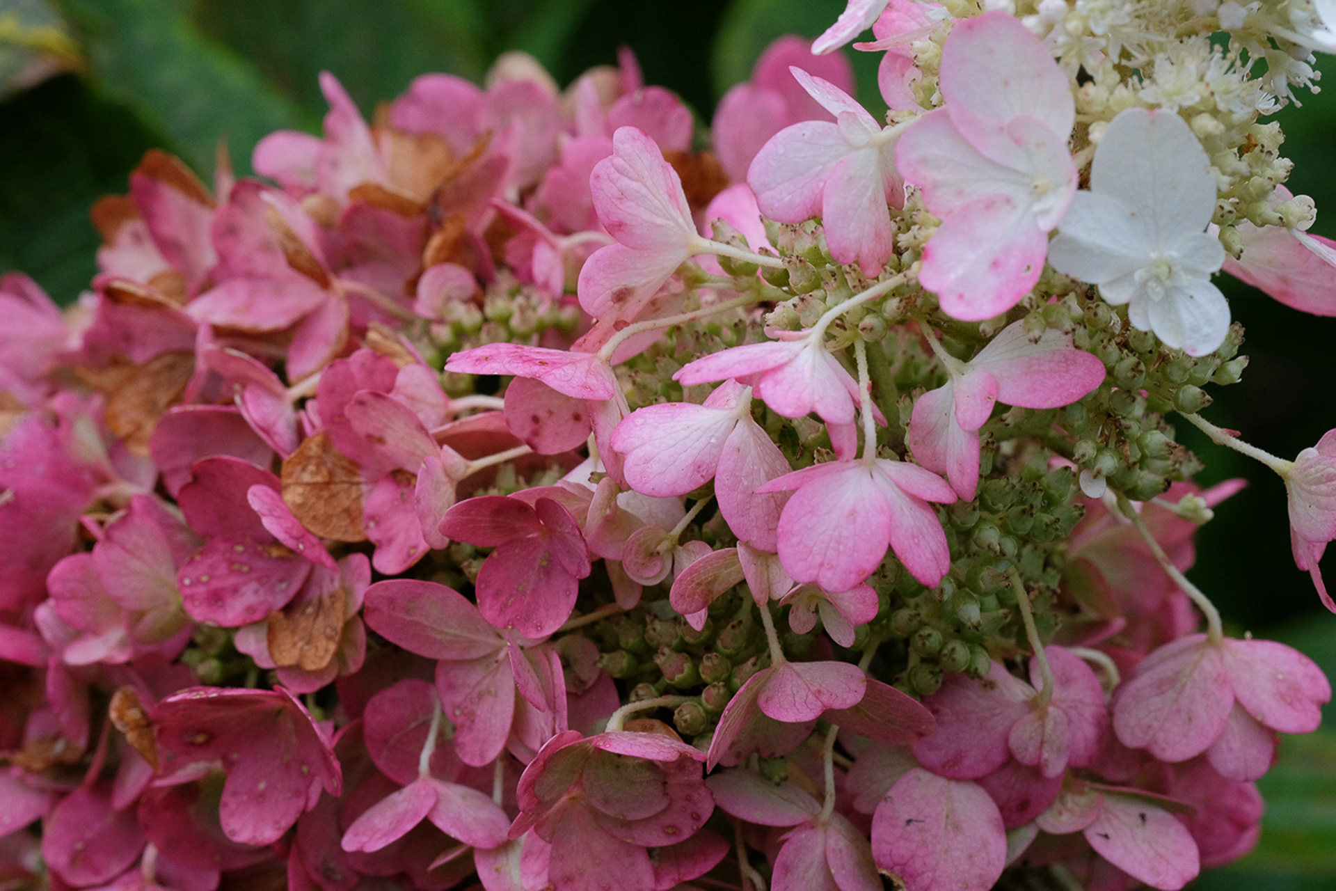 hydrangea paniculata