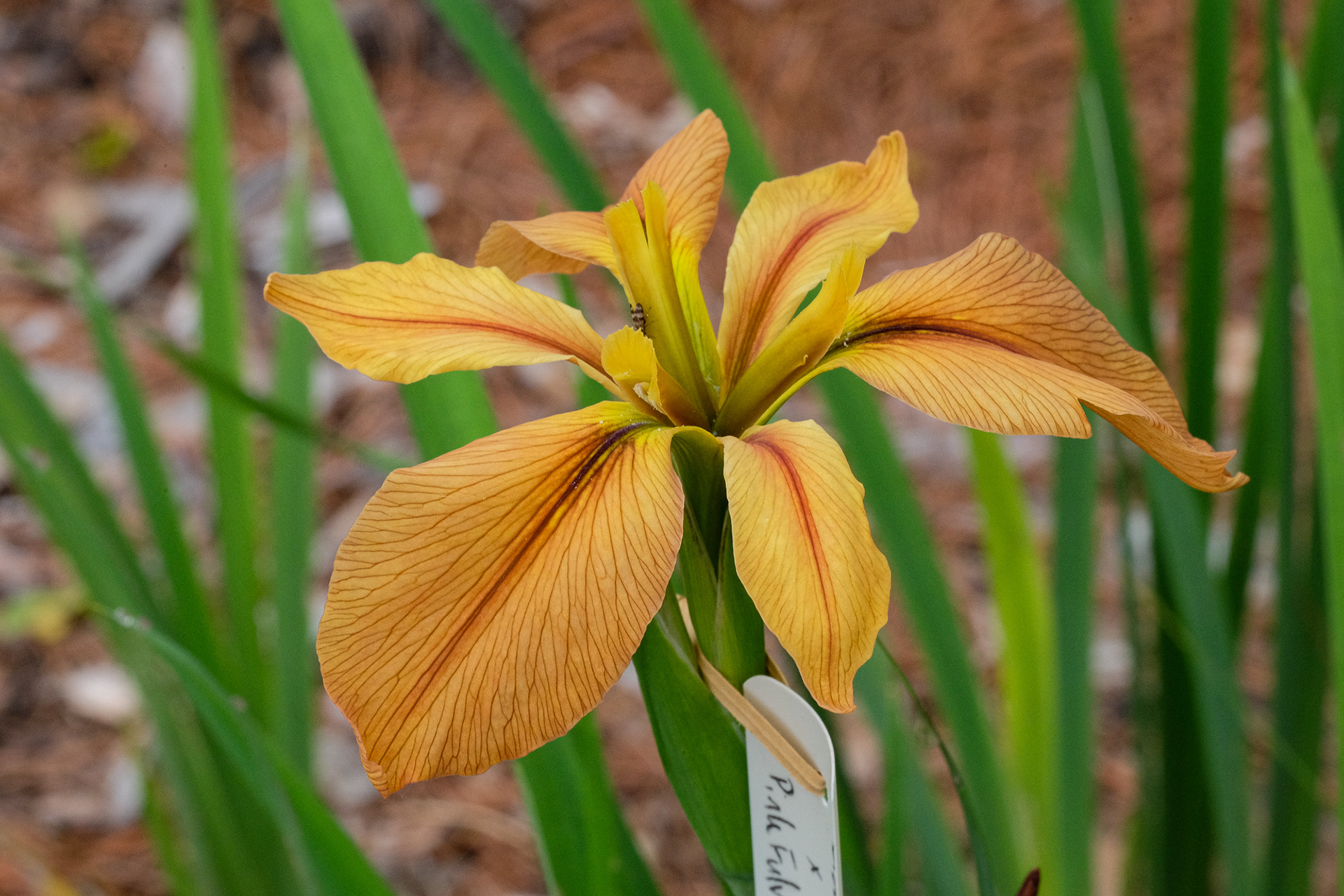 Louisiana iris 'Brown Recluse'