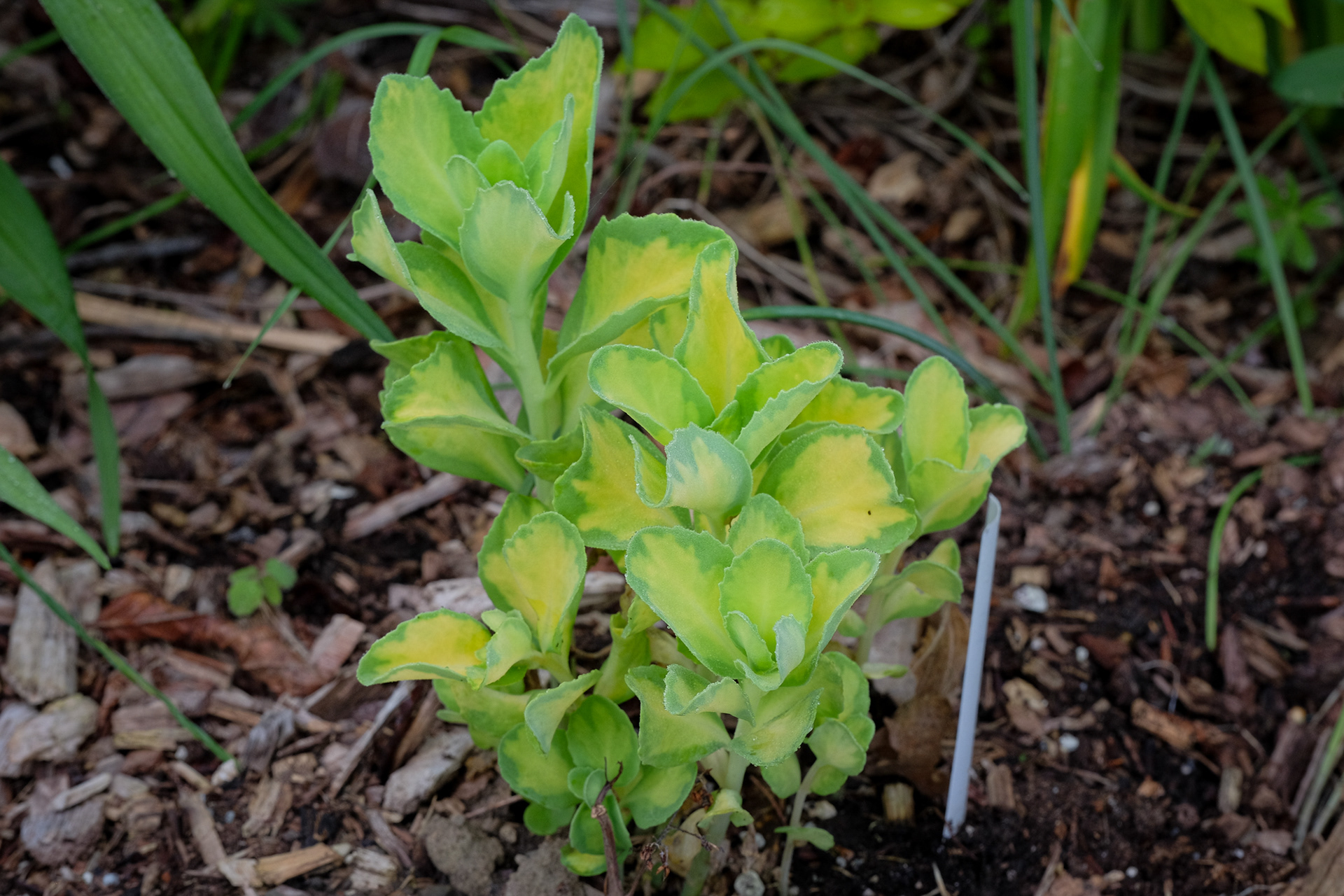 Variegated Stonecrop 'Mediovariegatum' (Hylotelephium erythrostictum)