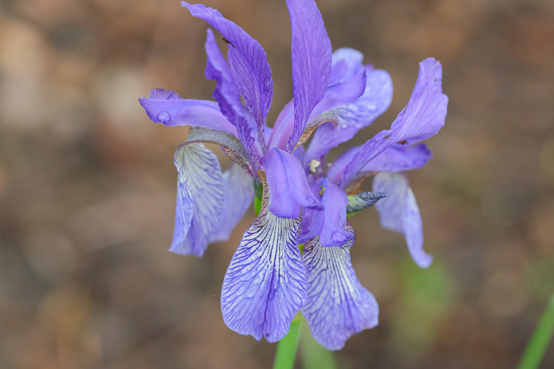 Species iris siberica from Matra Mtns. Hungary