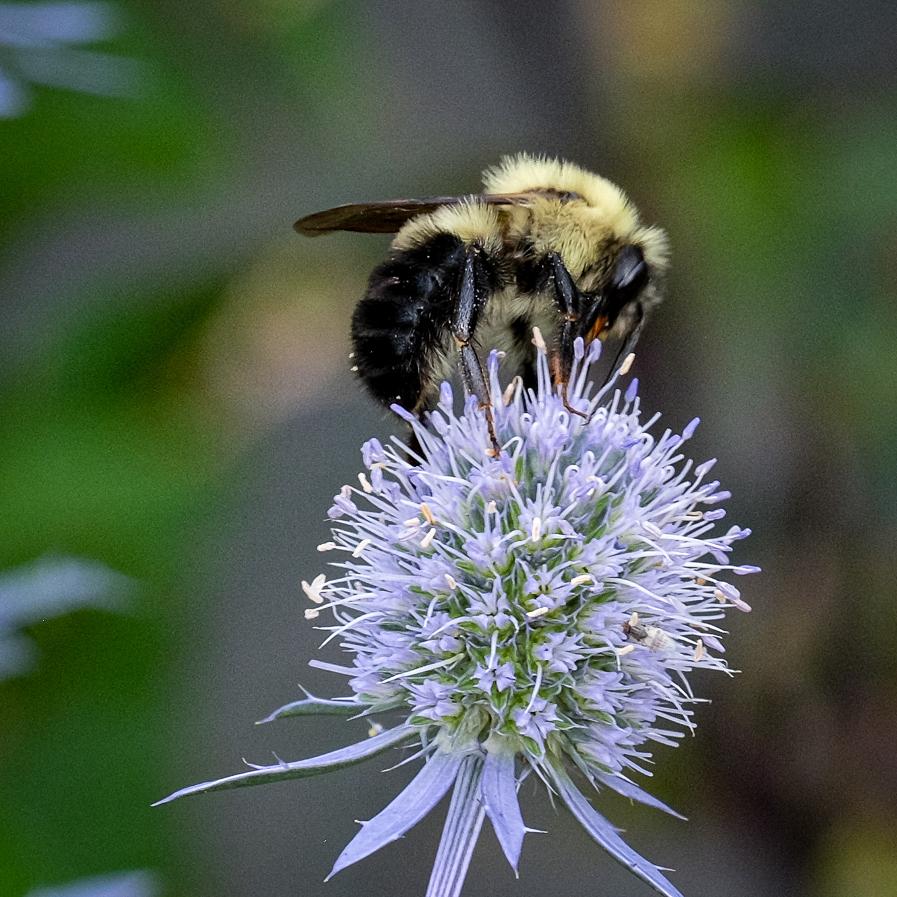 eryngium planum