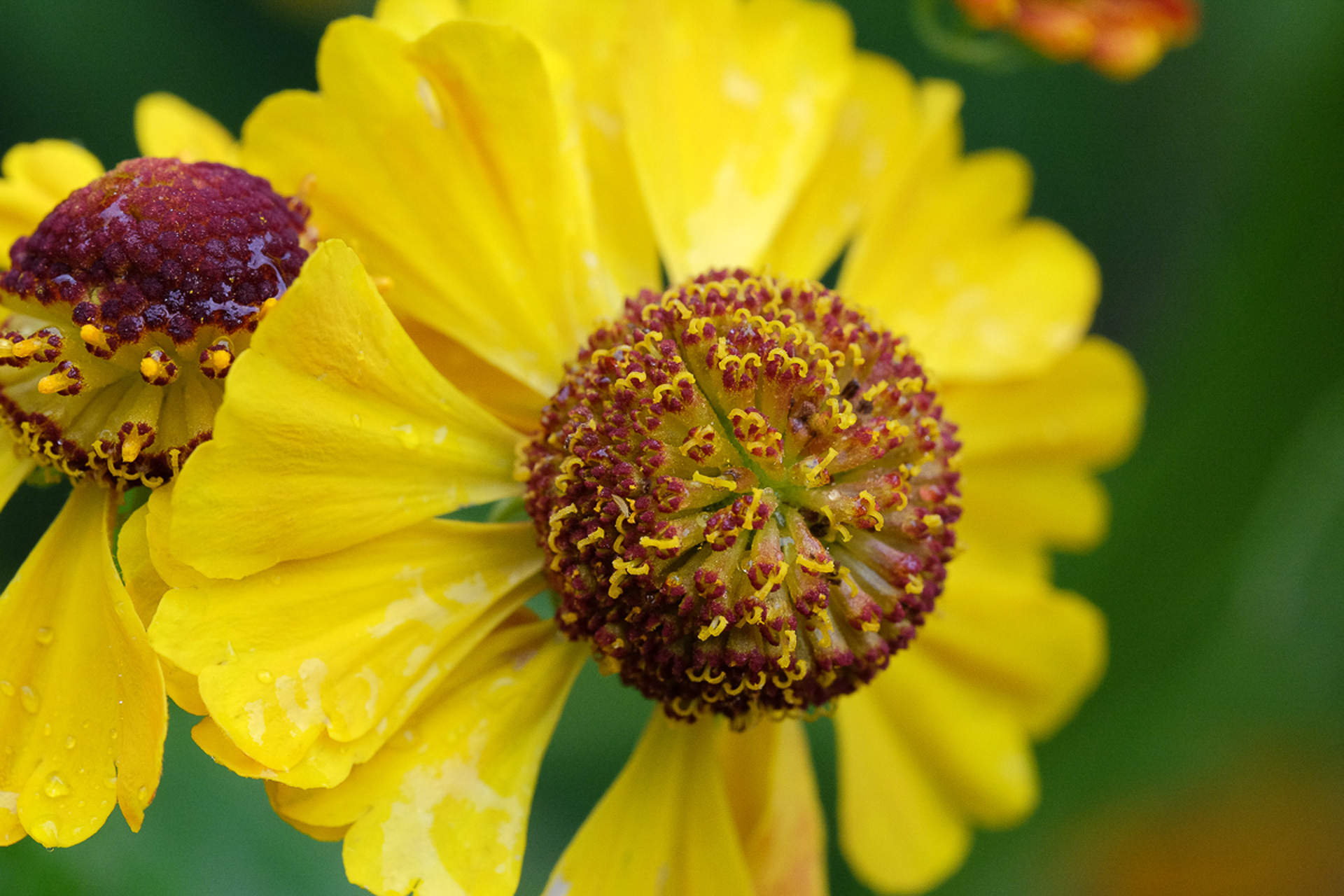 helenium