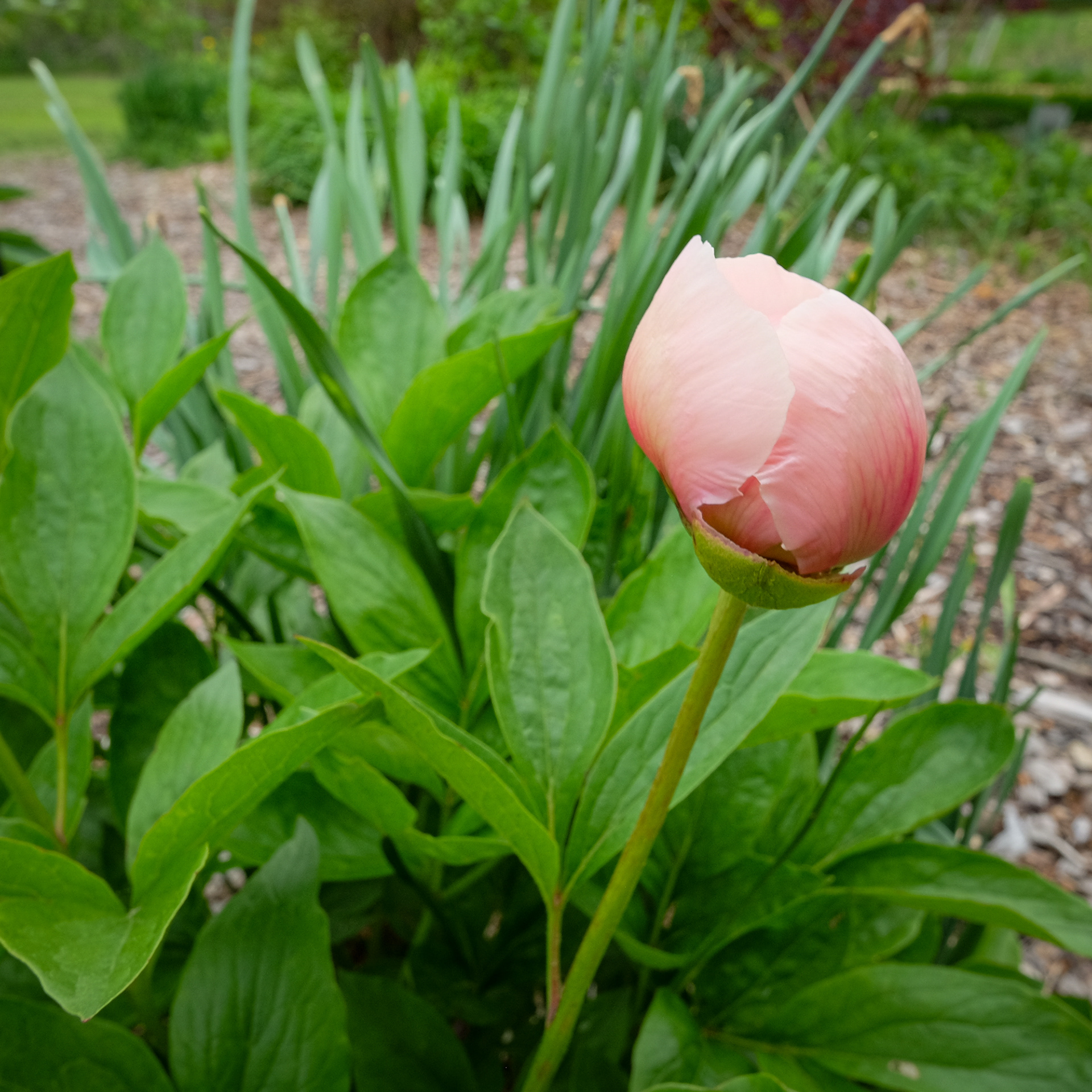 peony 'Athena'